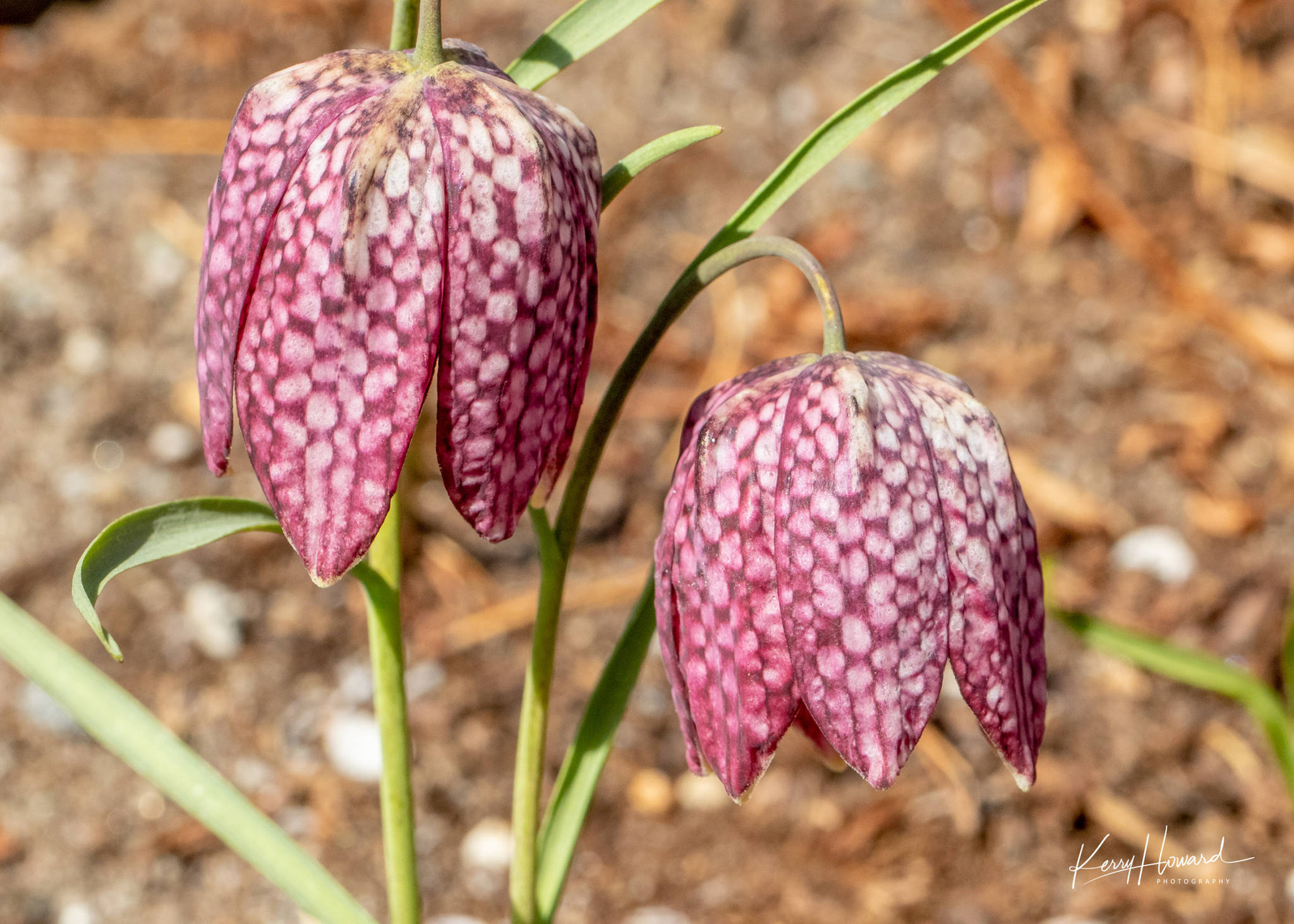 Checkerboard pattern on a fritillaria lily at Jensen-Olson Arboretum on May 1. (Courtesy Photo | Kerry Howard)