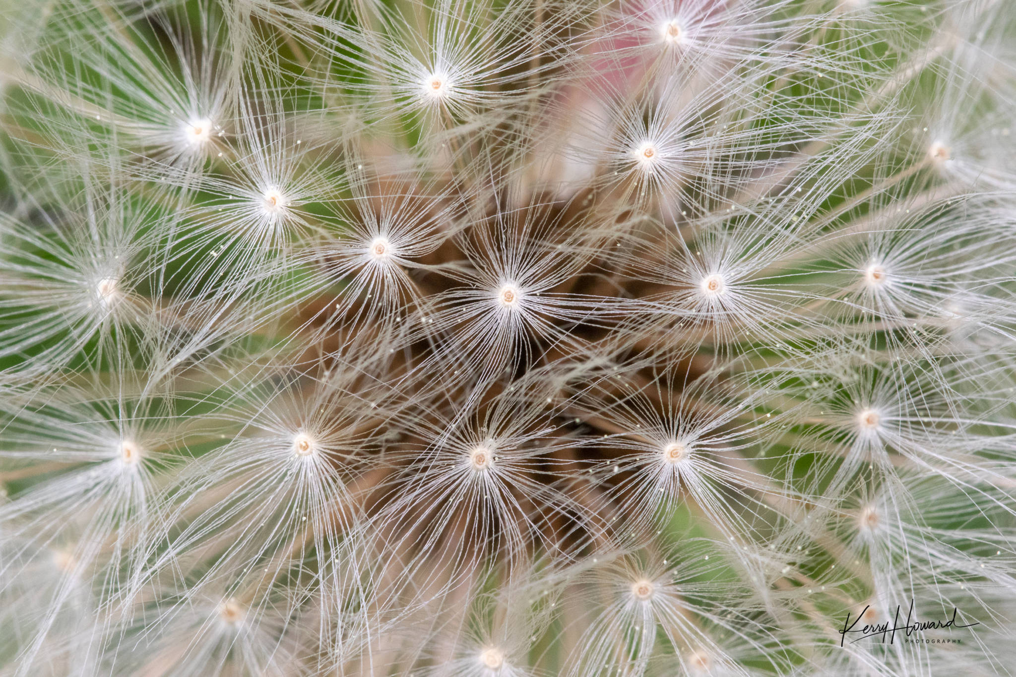 This dandelion, photographed on May 14, 2019, has already gone to seed. (Courtesy Photo | Kerry Howard)