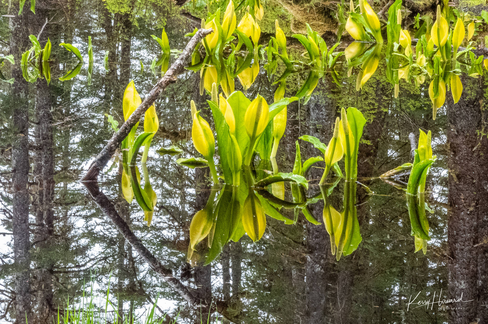 Skunk cabbage reflects along Cowee Creek Trail on May 15, 2019. (Courtesy Photo | Kerry Howard)