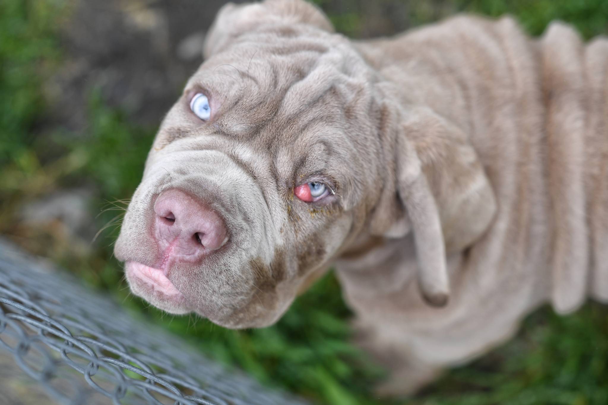 Guido, a 4-month-old Neapolitan Mastiff puppy, is pictured in front of his Ninth Street home on Tuesday. (Michael Penn | Juneau Empire)