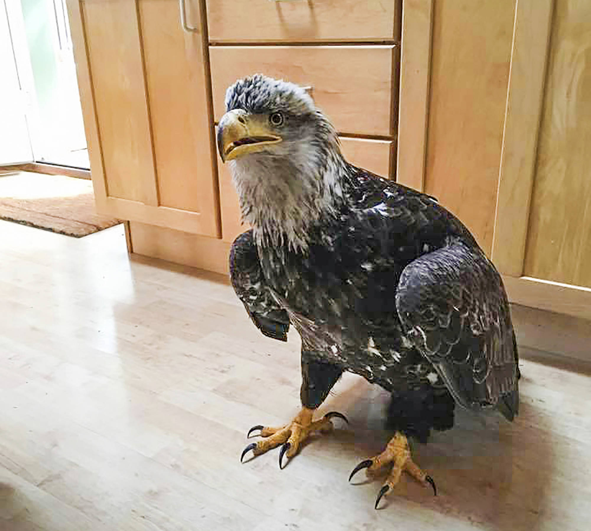 This May 4, 2019 photo shows the eagle that flew through the plate glass window into the living room of Stacy Studebaker in Kodiak, Alaska. (Stacy Studebaker)