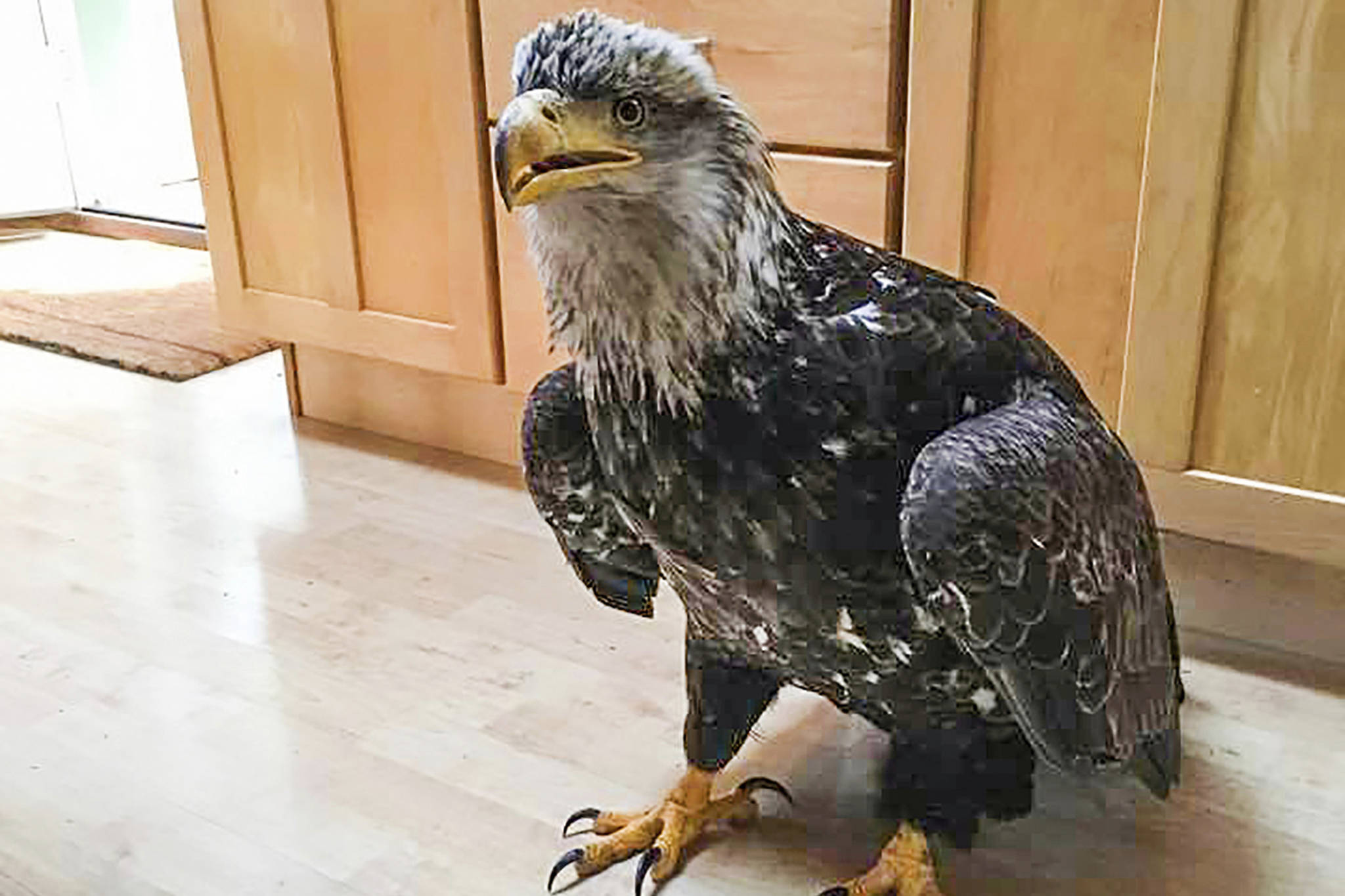 Eagle crashes into Kodiak home