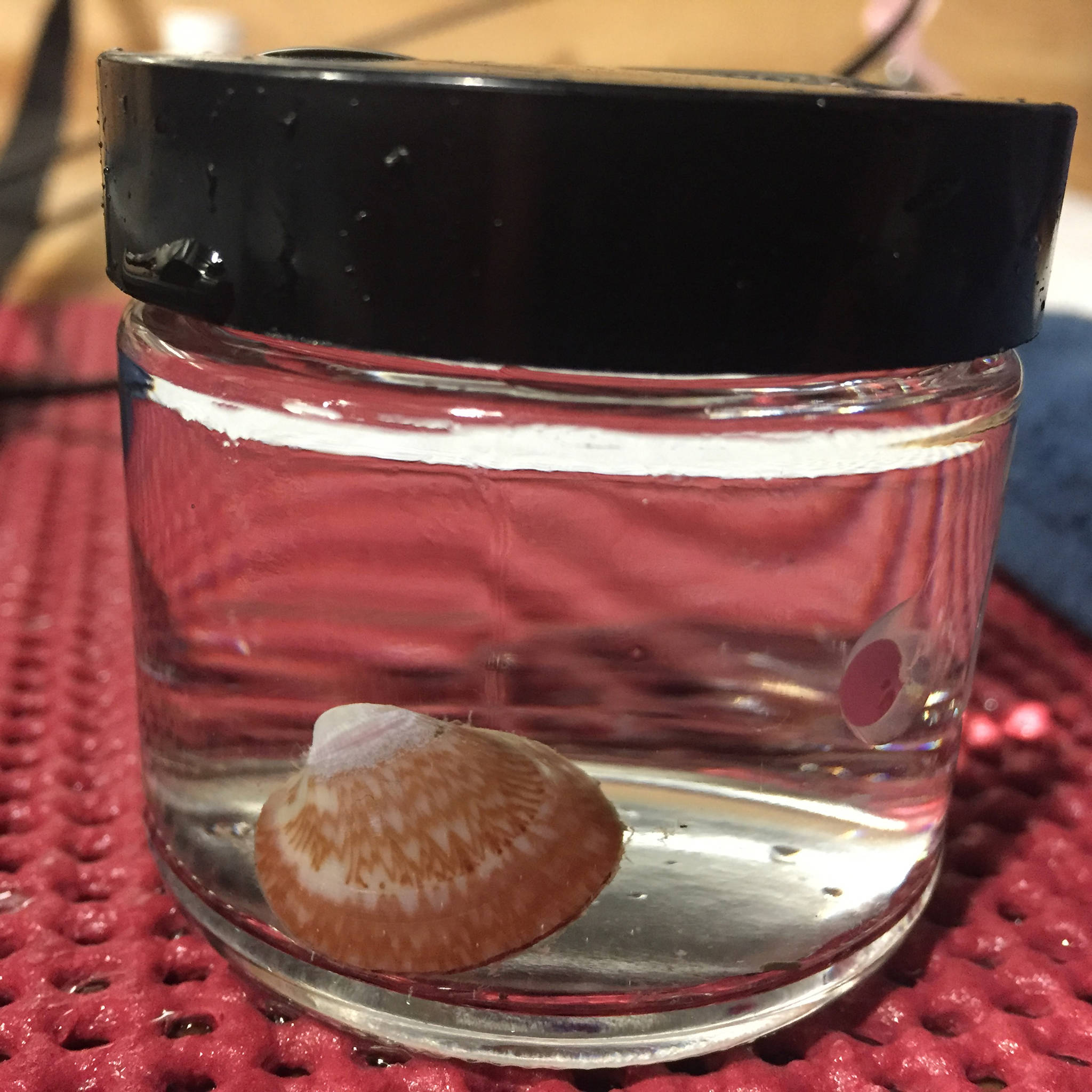 A clam from the seafloor off the coast of western Alaska is pictured in a jar that scientists use to measure respiration. (Courtesy Photo | Brittany Jones)