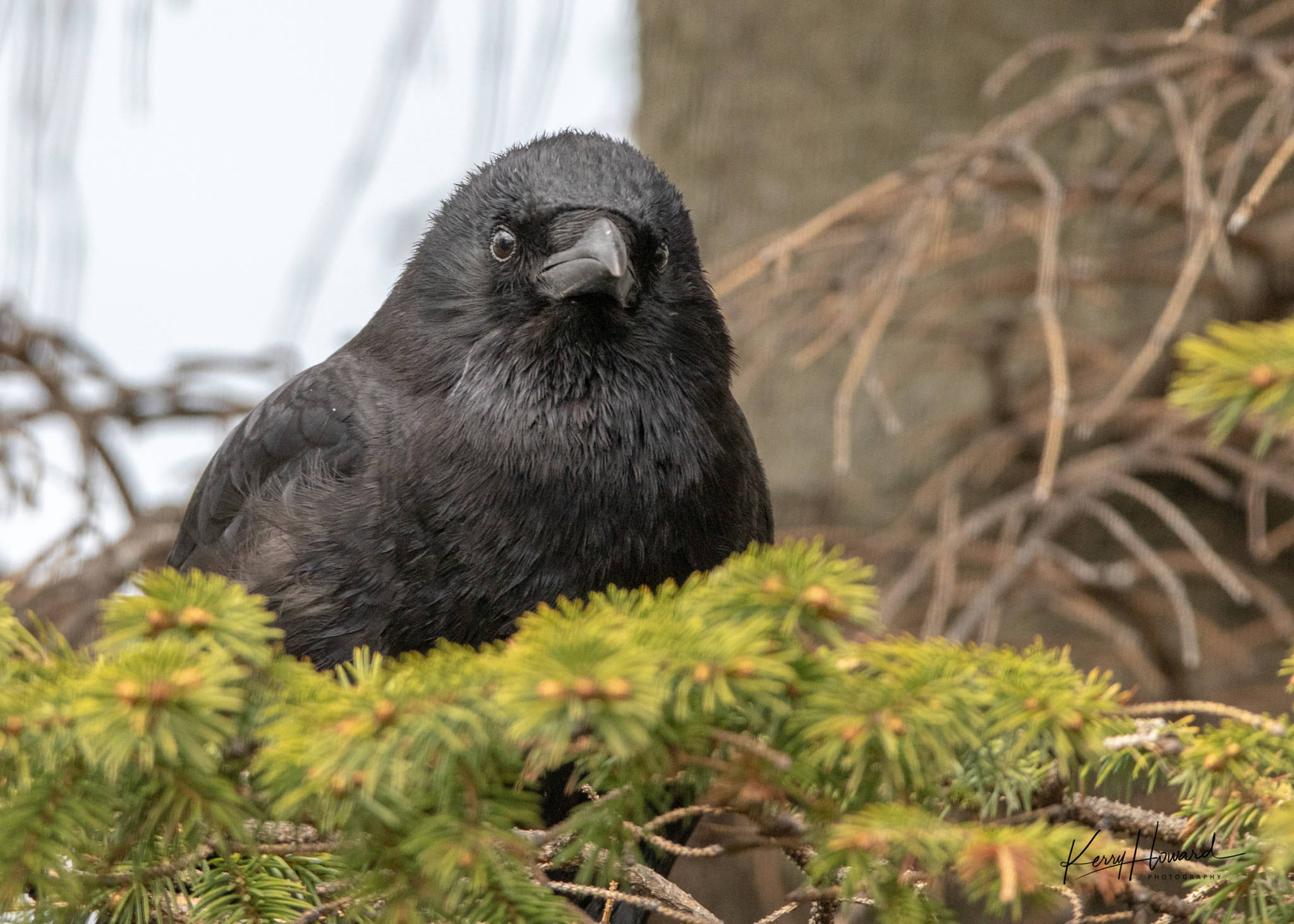Courtesy Photo | <strong>Kerry Howard</strong>                                A content crow watches the world go by in Homer on May 9.