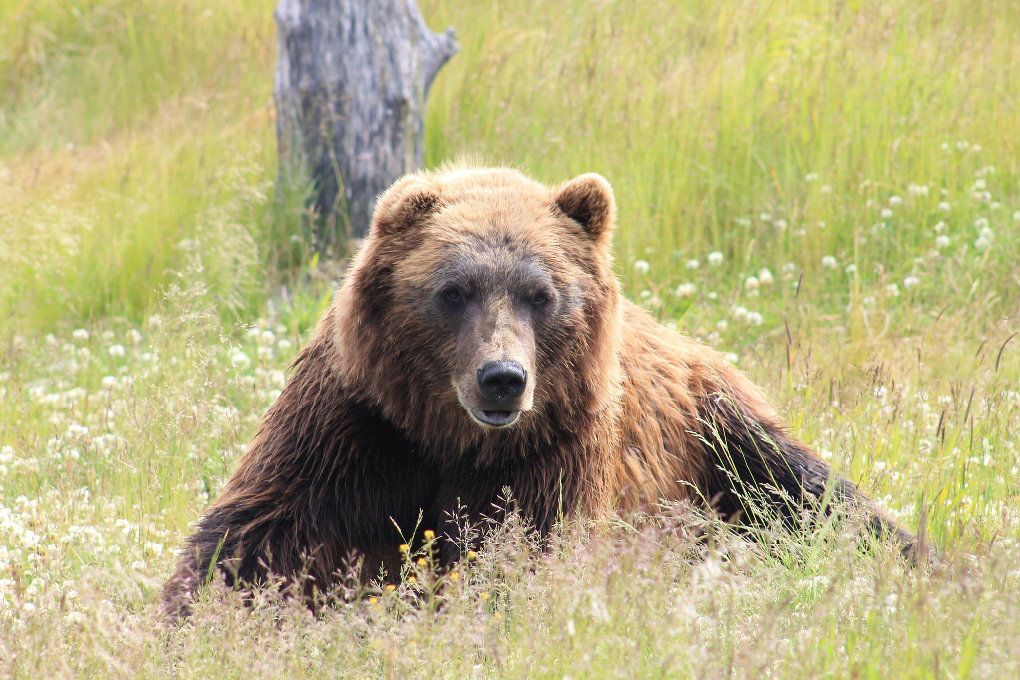 A brown bear in Alaska. This is not the bear involved in the encounter described in this article. (Unsplash)