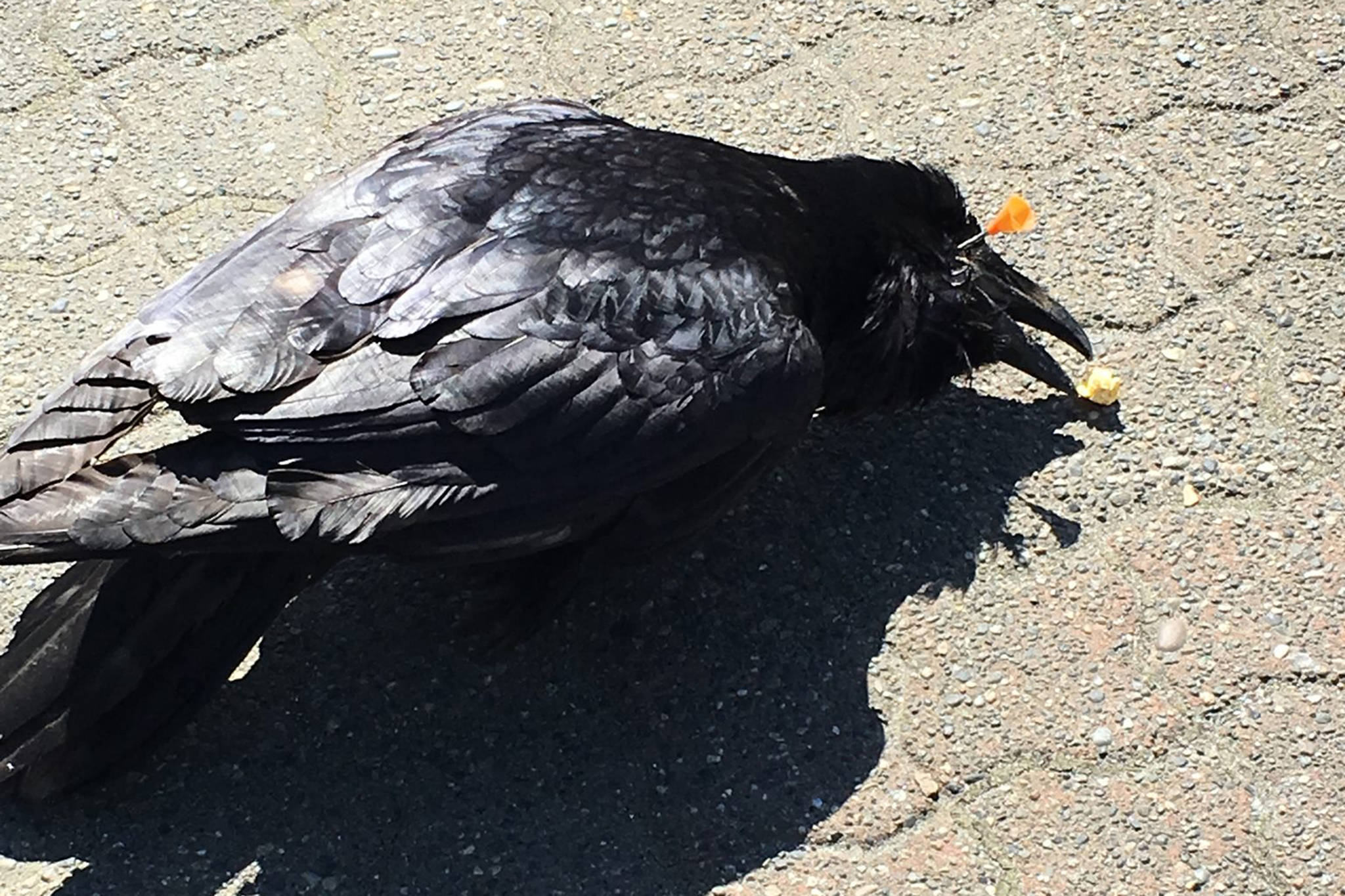 For almost two months, this raven has survived with a blow dart in its head