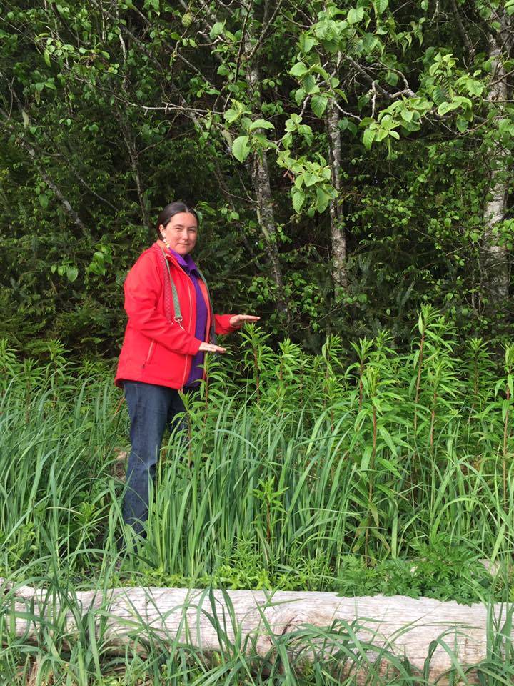 Planet Alaska host Vivian Mork Yéilk’, showing the height of fireweed growth in May 2018 in Sitka. (Courtesy Photo | Vivian Mork Yéilk’)