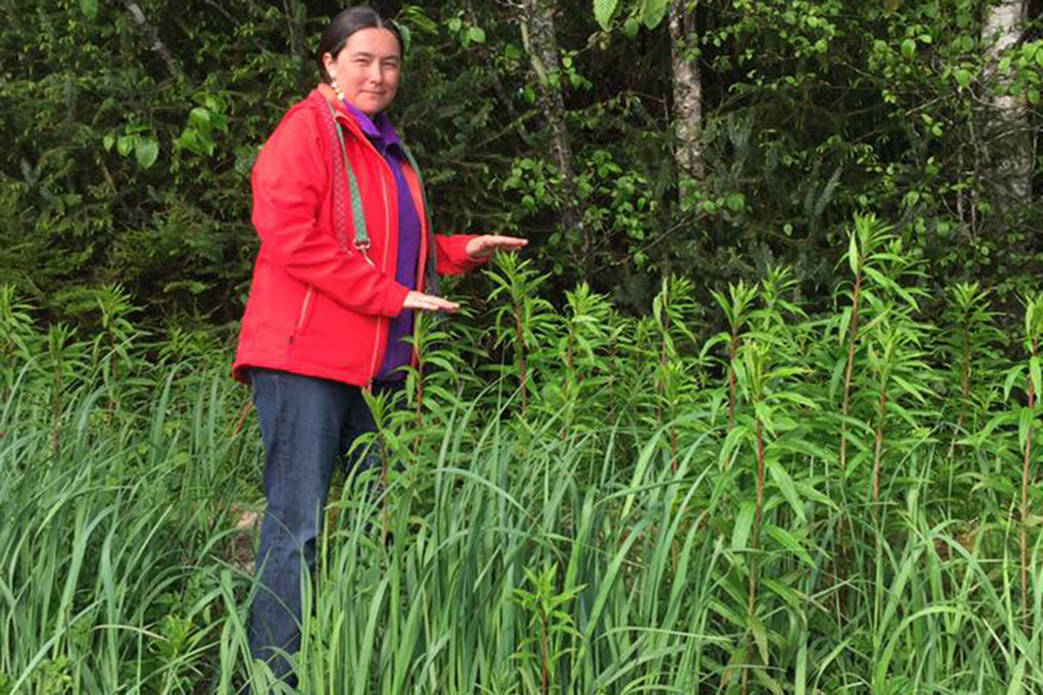 Planet Alaska host Vivian Mork Yéilk’, showing the height of fireweed growth in May 2018 in Sitka. (Courtesy Photo | Vivian Mork Yéilk’)