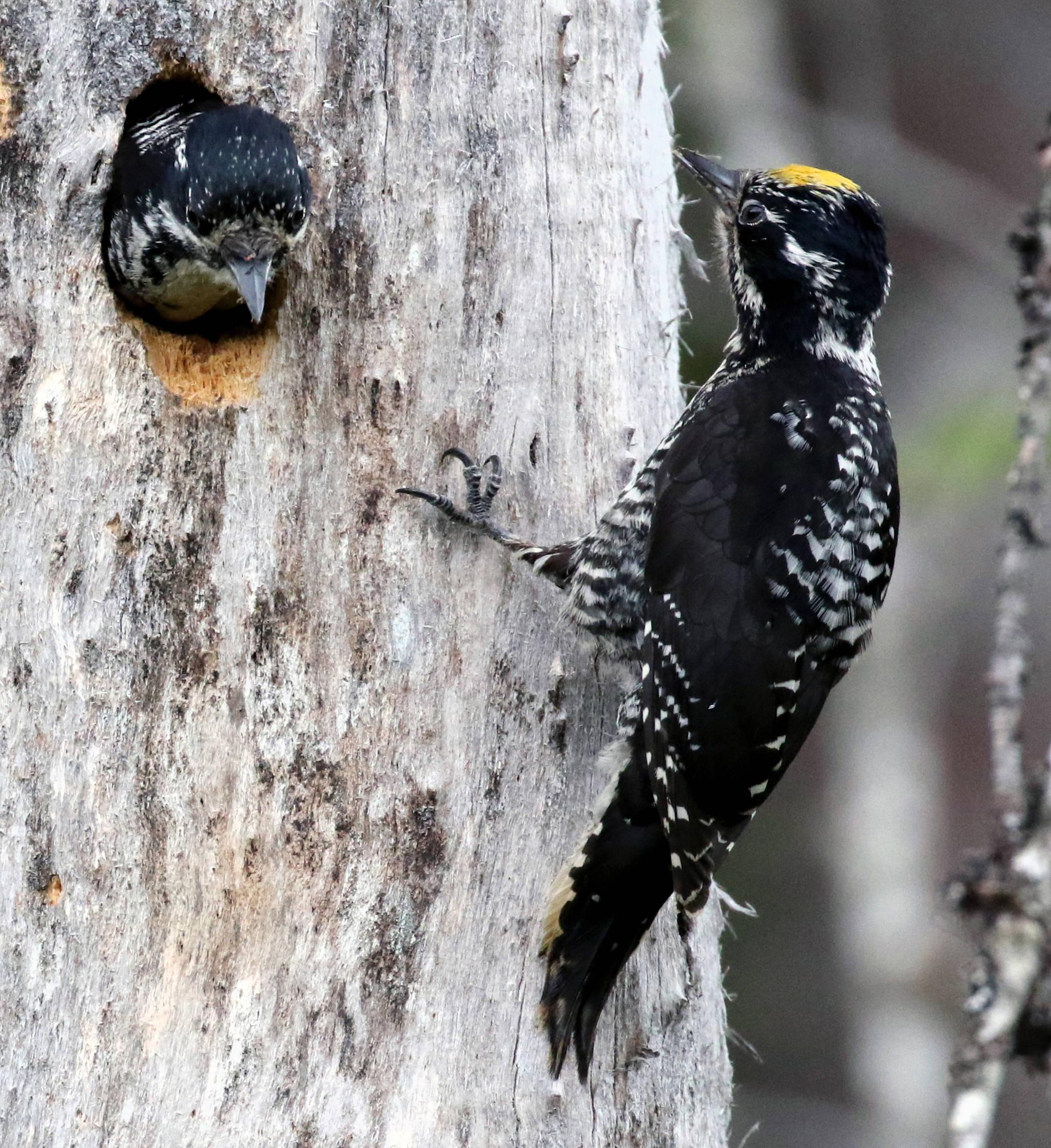 A pair of three toed woodpeckers tend to their nest in the Mendenhall Valley on June 9, 2019. (Courtesy photo | Linda Shaw)