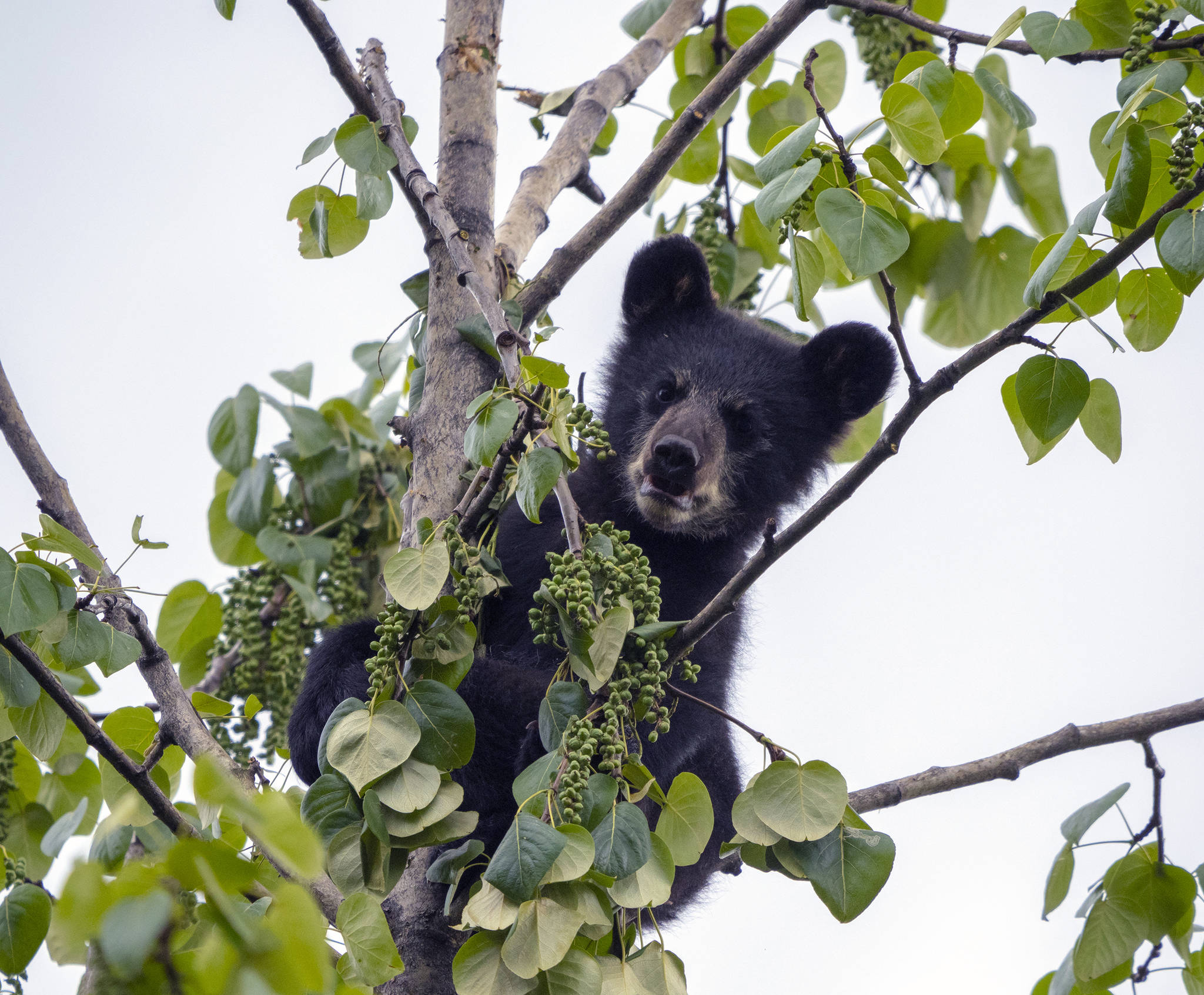 A black bear cub enjoys seed pods in a cottonwood tree at the Mendenhall Glacier on June 10, 2019. (Courtesy photo | Janice Gorle)