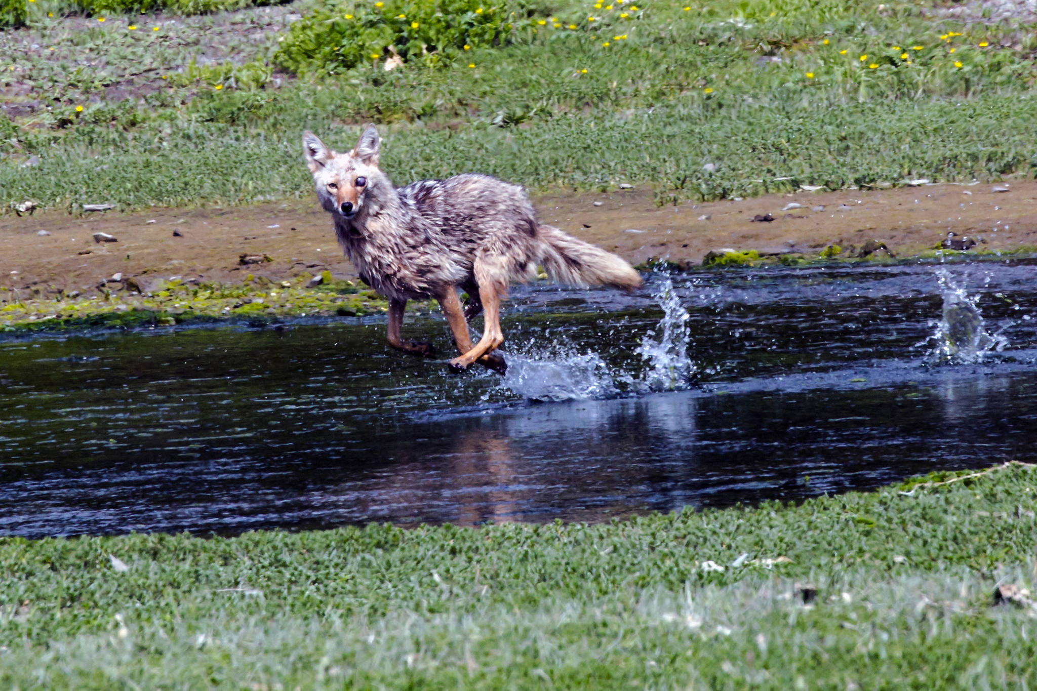 A coyote is seen near Excursion Inlet on June 8, 2019. The eye trauma may have been the result of a tangle with a porcupine, the photographer guessed. (Courtesy Photo | Jack Beedle)