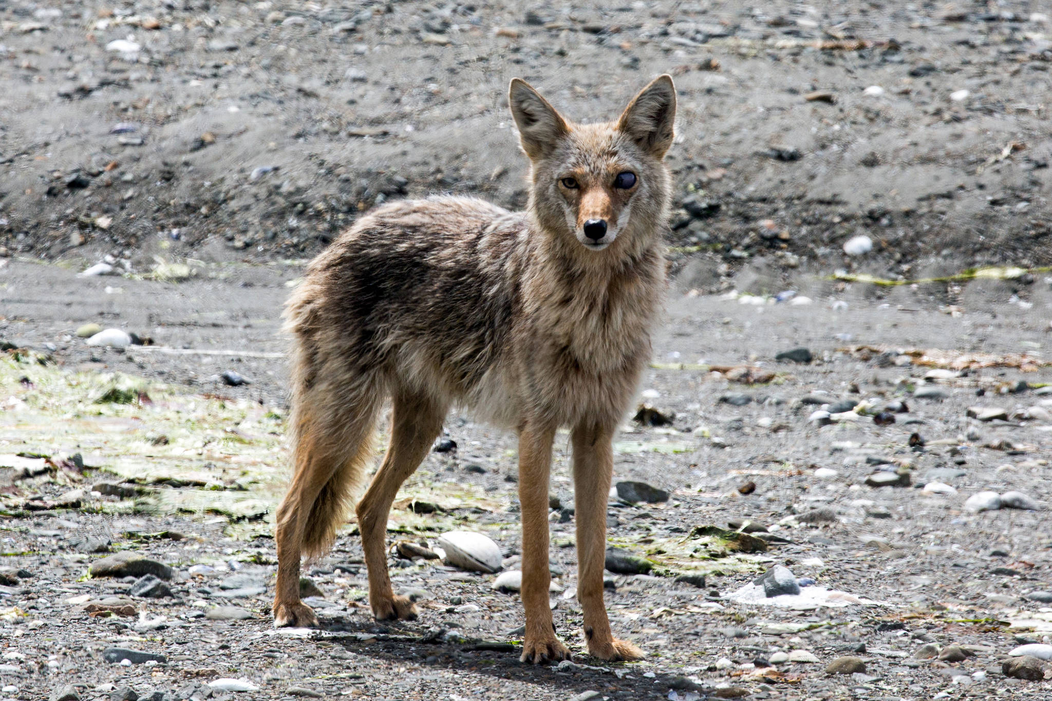A coyote is seen on a beach near Excursion Inlet on June 8, 2019. The eye trauma may have been the result of a tangle with a porcupine, the photographer guessed. (Courtesy Photo | Jack Beedle)