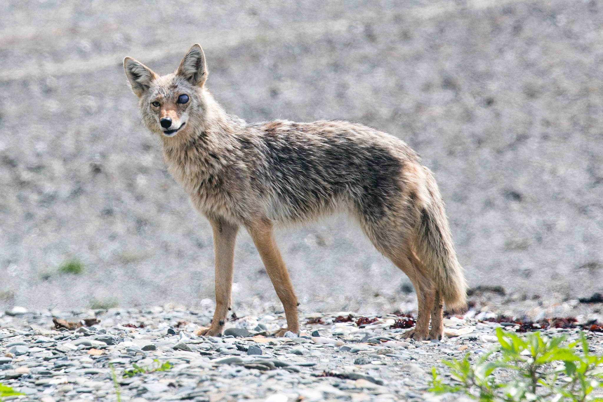 A coyote is seen on a beach near Excursion Inlet on June 8, 2019. The eye trauma may have been the result of a tangle with a porcupine, the photographer guessed. (Courtesy Photo | Jack Beedle)