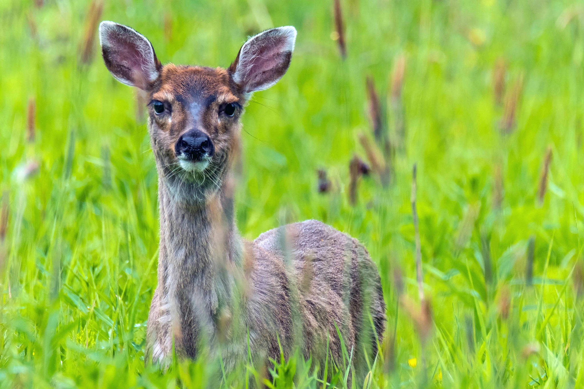 Courtesy Photo | <strong>Betsy Fischer</strong>                                A deer stares straight at the camera in this photograph taken June 3.