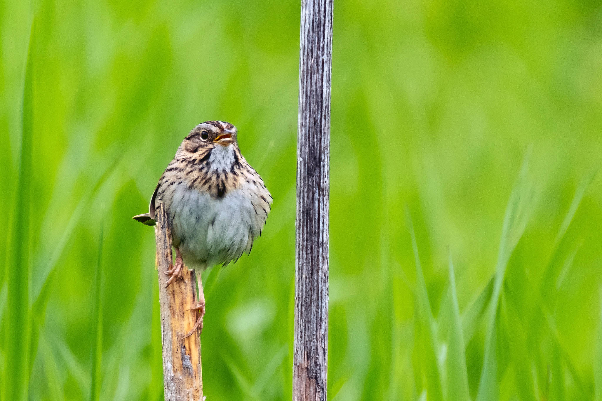 Courtesy Photo | <strong>Betsy Fischer</strong>                                A Lincoln’s Sparrow perches on a branch in a meadow on June 3.