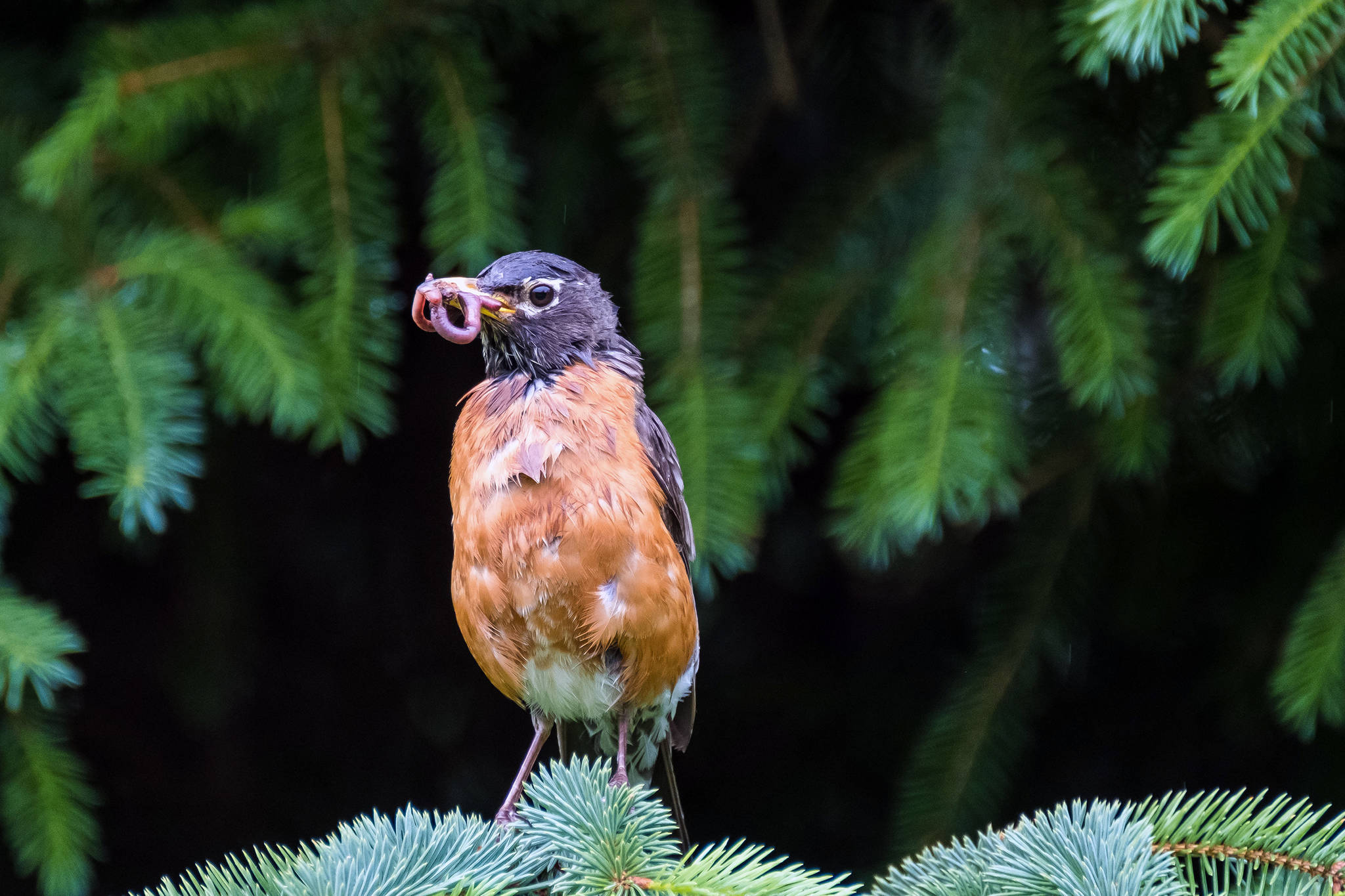 An adult American Robin brings food to young robins in the nest, May 3, 2019. (Courtesy Photo | Betsy Fischer)