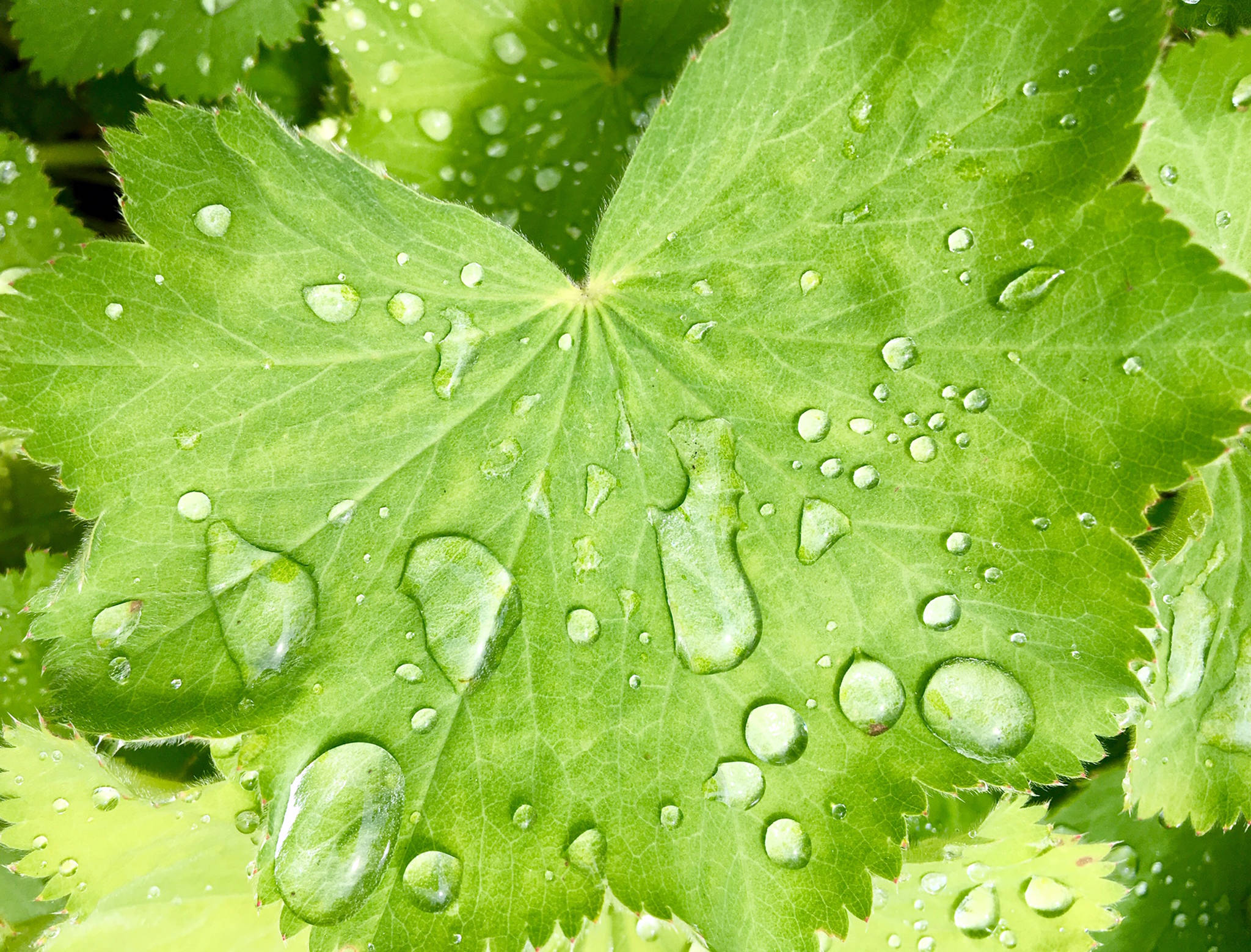 Lady’s Mantle collects raindrops by Mile 2 of Glacier Highway on June 19, 2019. (Courtesy Photo | Denise Carroll)