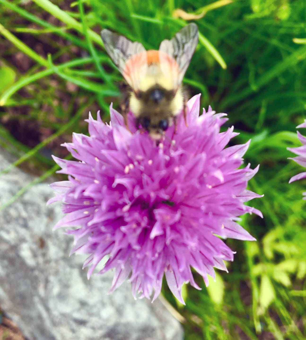 A busy bee visits a flowering chive plant in a Glacier Highway garden on June 19, 2019. (Courtesy Photo | Denise Carroll)