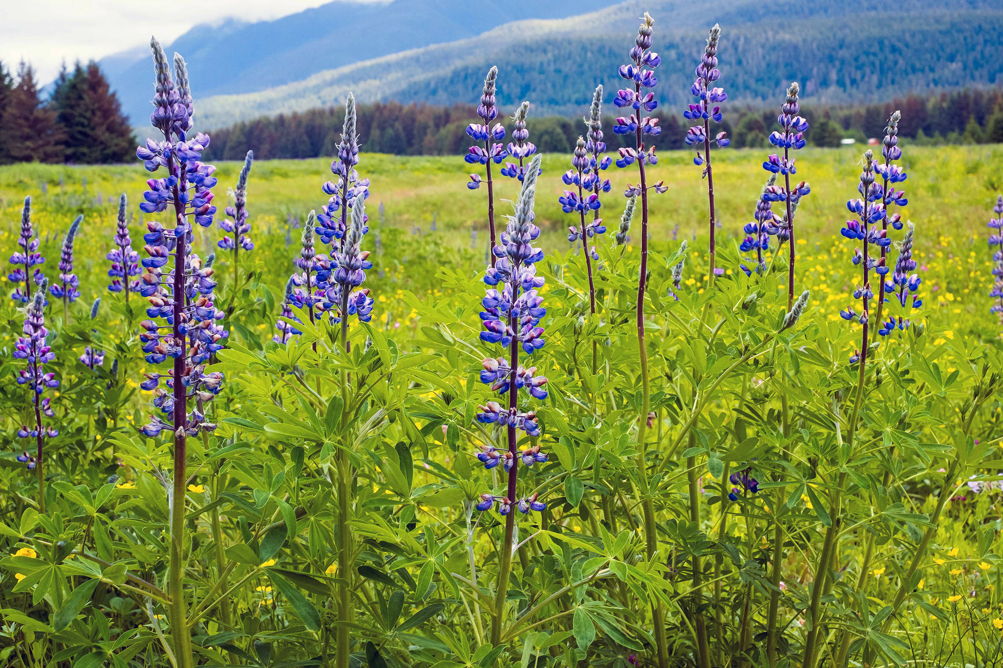 Arctic Lupine blooms in Cowee Meadow, June 8, 2019. (Courtesy photo | Betsy Fischer)