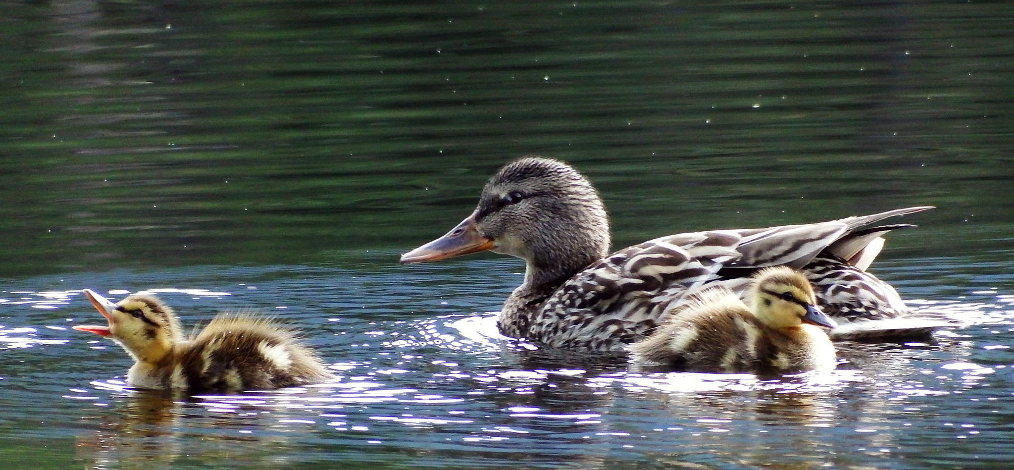 A mother mallard and ducklings swim in Dredge Lakes in June. (Courtesy Photo | Linda Shaw)