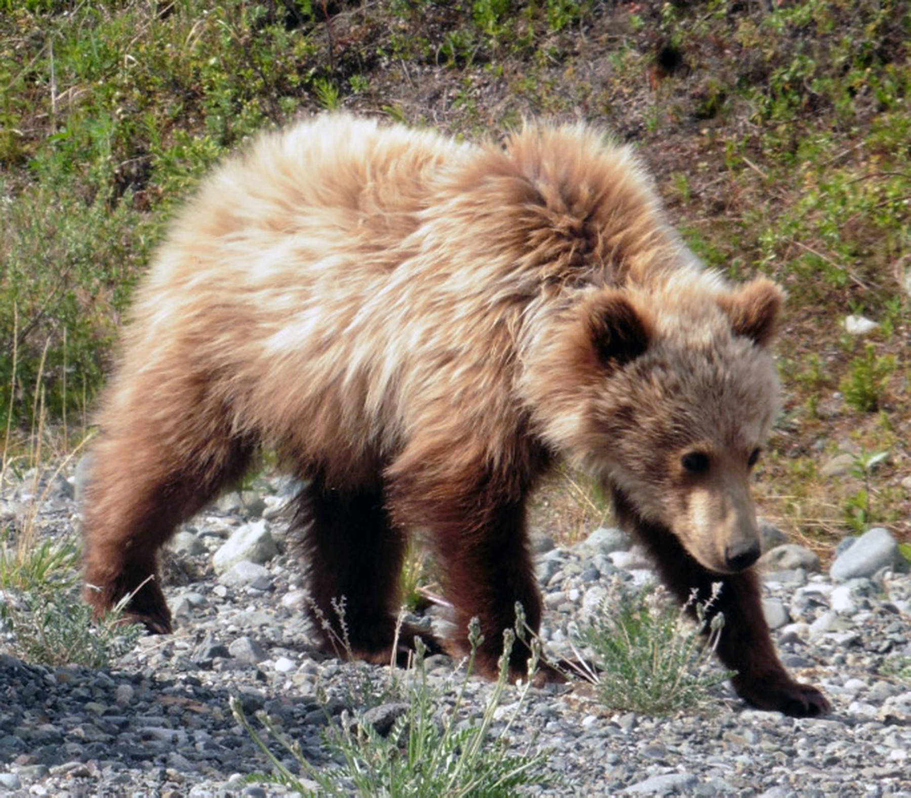 Courtesy Photo | <strong>Denise Carroll </strong>                                A hungry grizzly bear cub munches on dandelion greens along the Alaska Highway on May 30.