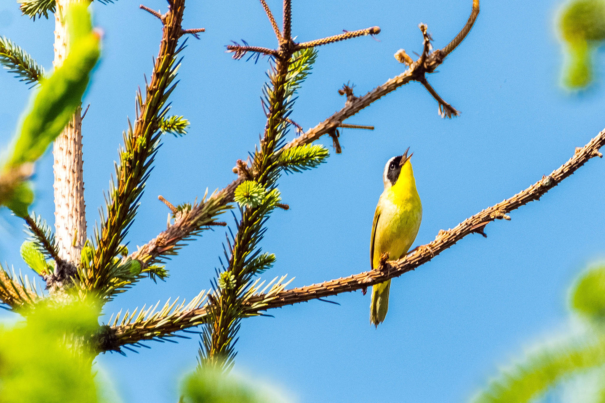 A Common Yellowthroat sings a song in Community Gardens, June 7, 2019. (Courtesy Photo | Betsy Fischer)