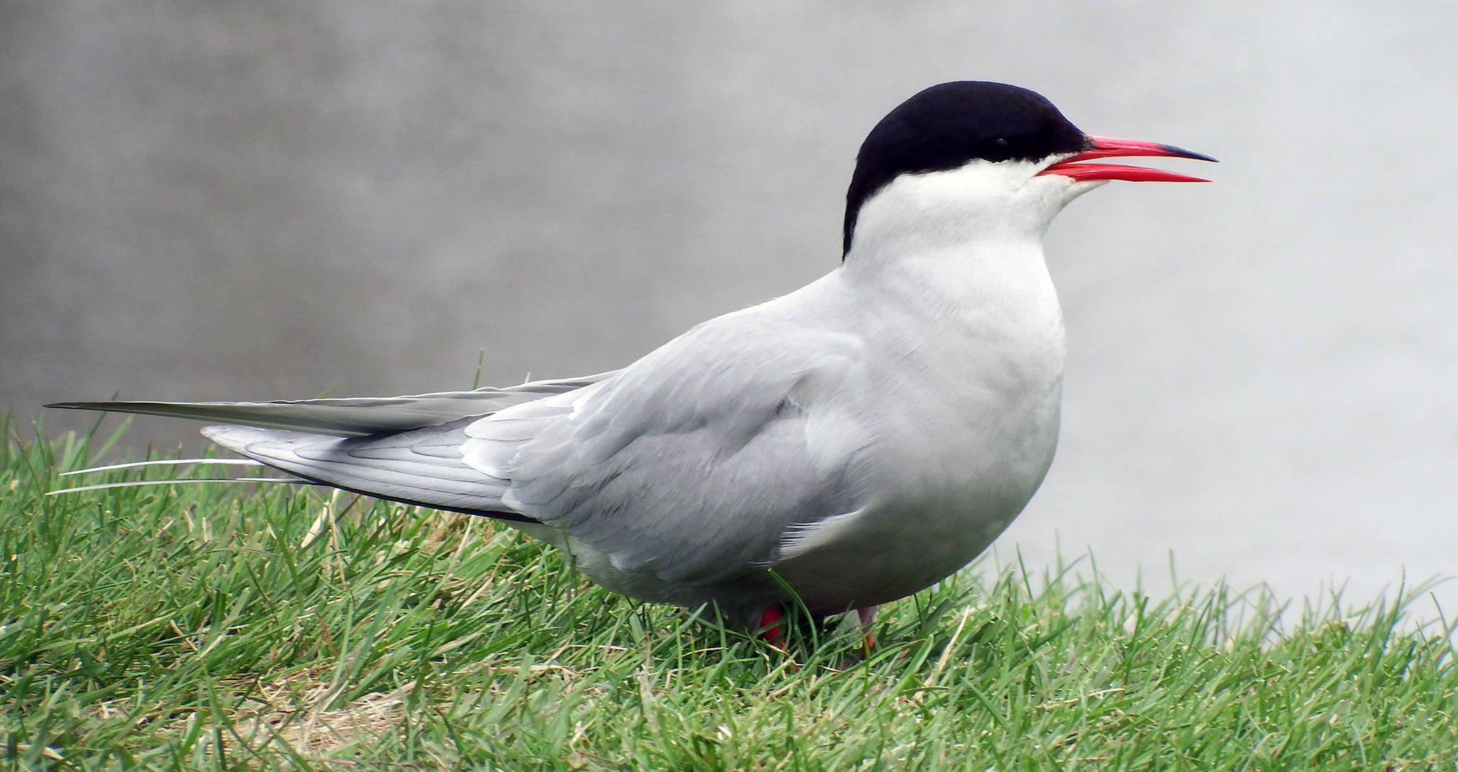 An arctic tern sits in the grass along the Tony Knowles trail in Anchorage in May. (Courtesy photo | Linda Shaw)