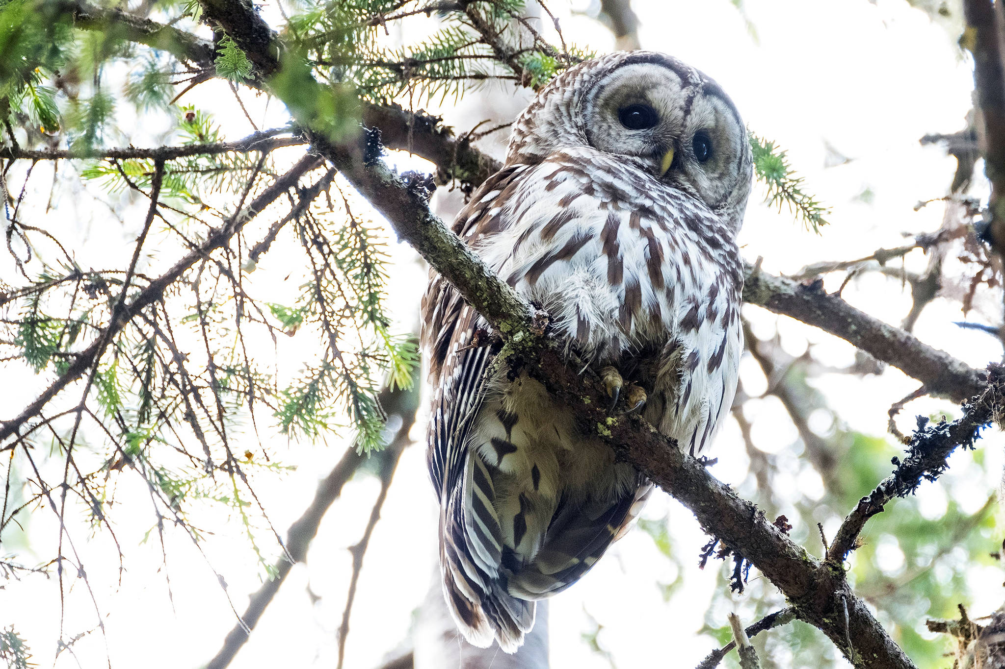A barred owl sits in a tree in the daylight at Dredge Lakes on June 14. (Courtesy Photo | Betsy Fischer)