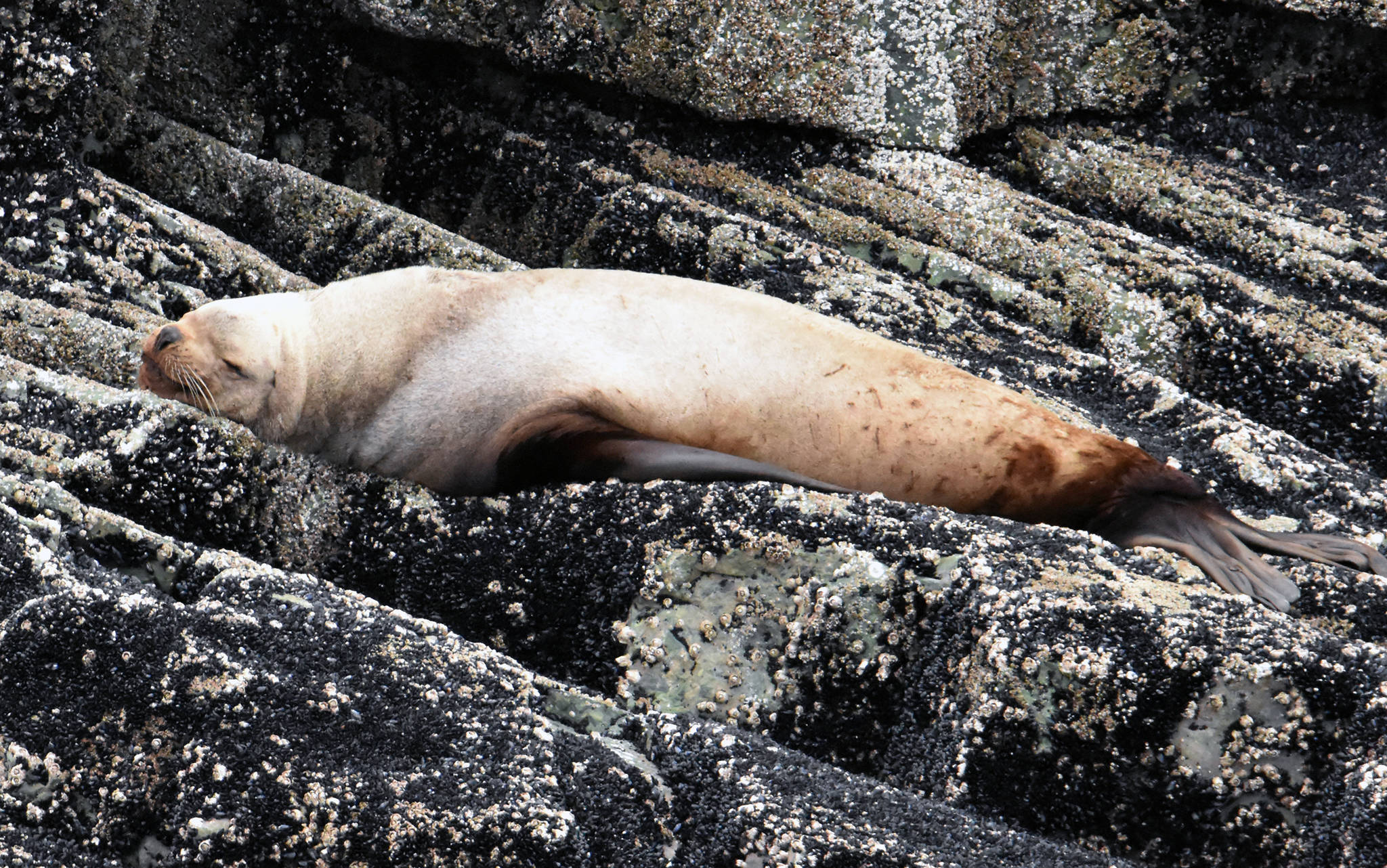 A sea lions sleeps on Benjamin Island in May. (Courtesy Photo | Linda Shaw)