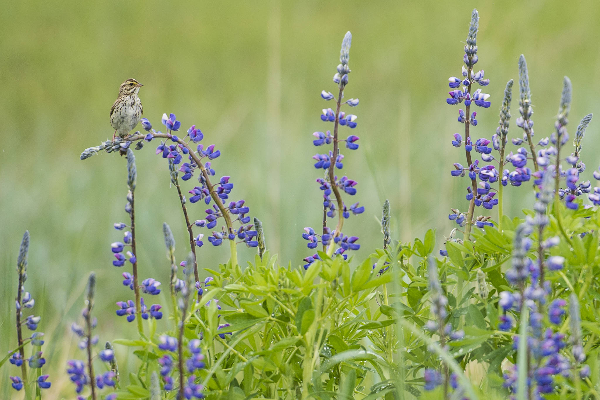 A Savannah sparrow uses lupine blossoms as a perch in the Mendenhall Wetlands State Game Refuge on Monday, June 3, 2019. (Michael Penn | Juneau Empire)
