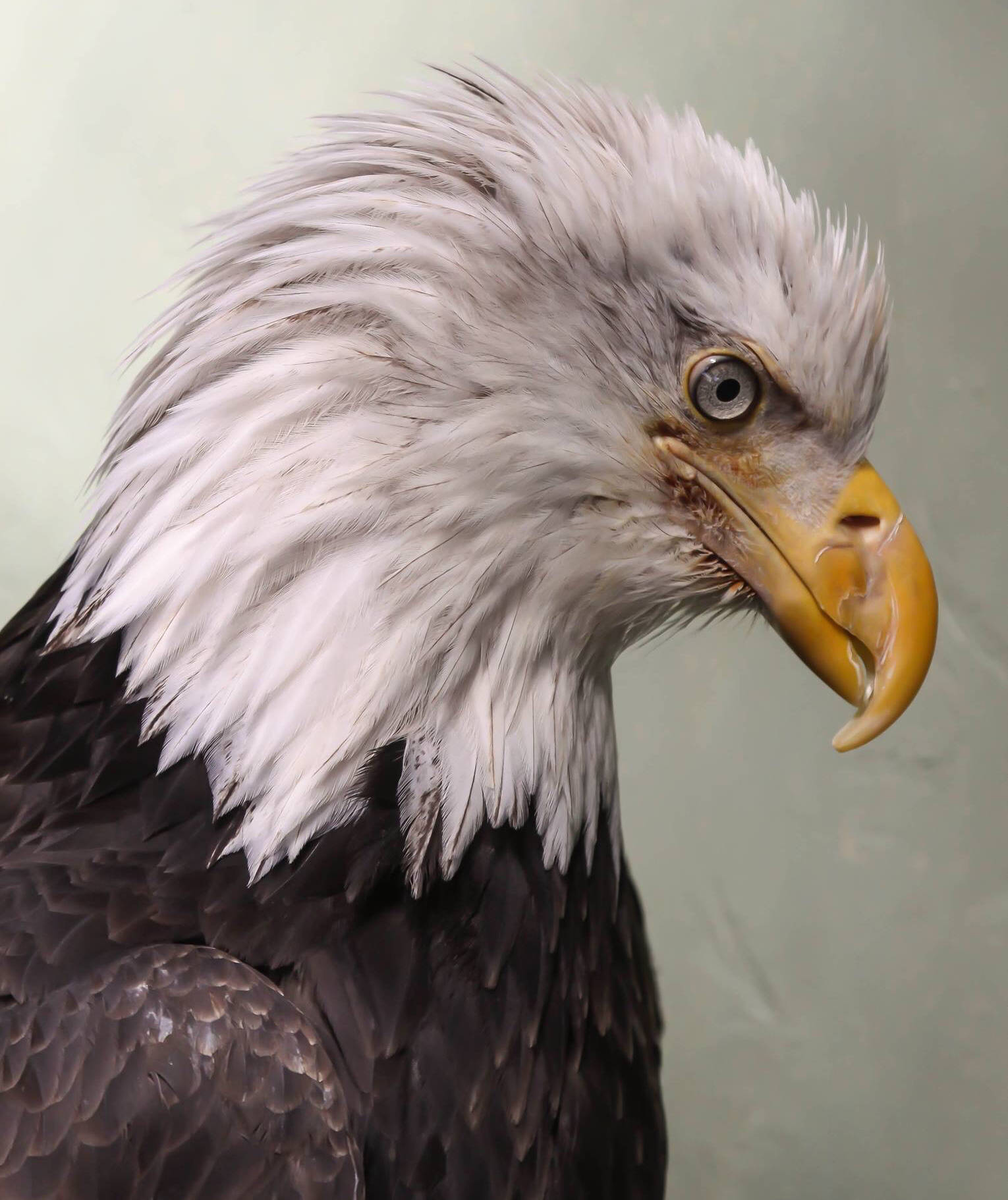 Lady Baltimore is a non-releasable American bald eagle kept by Juneau Raptor Center. A new shelter was build for the eagle at Mount Roberts Tramway, but permitting delays mean it is still empty. (Courtesy Photo | Kathy Benner)