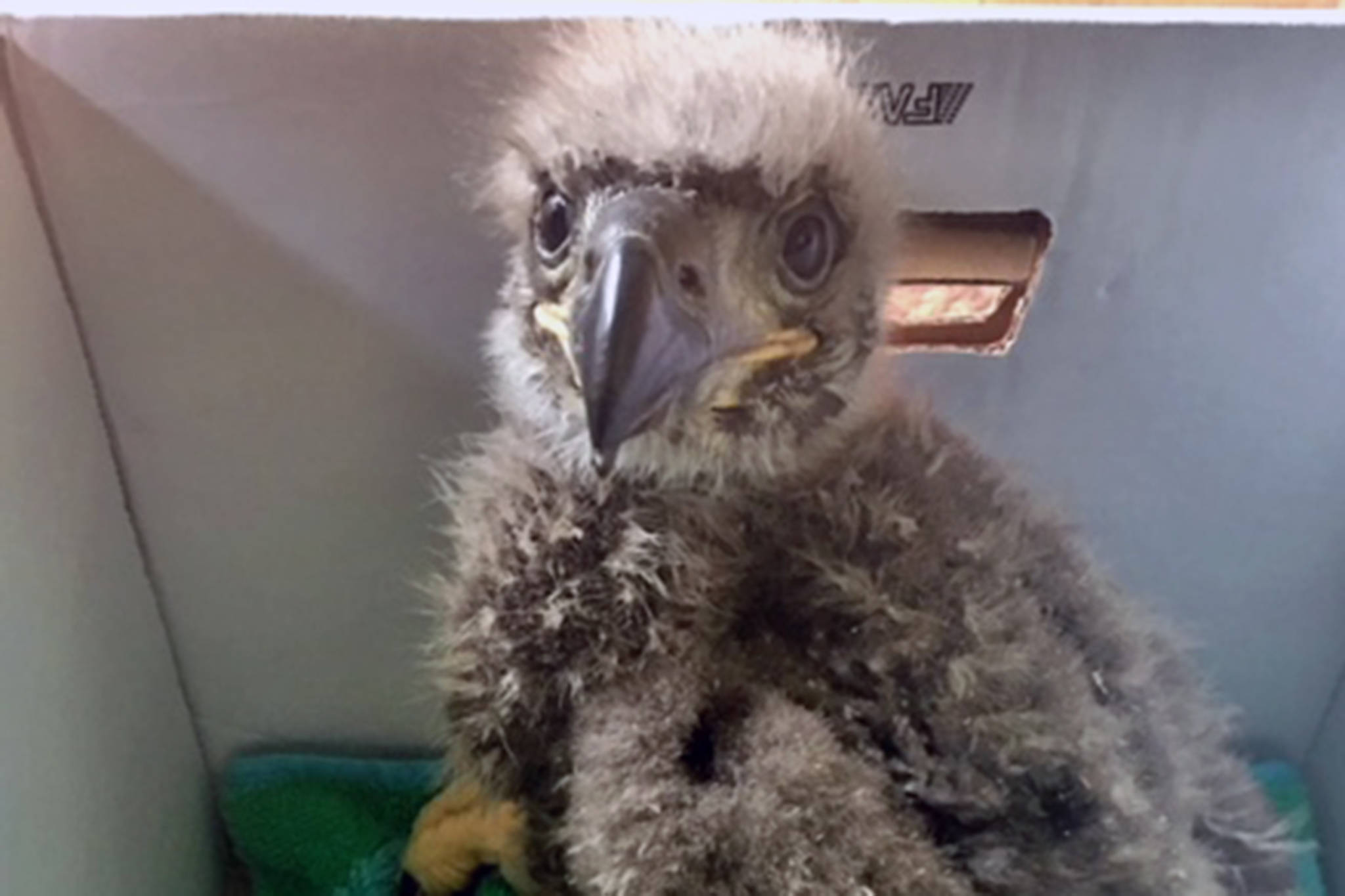 A nestling eagle was treated in Juneau by Juneau Raptor Center and flown to Sitka for a full evaluation and continued care. (Courtesy Photo | Kathy Benner)