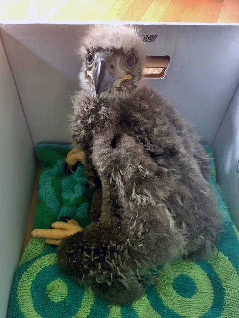 A nestling eagle was treated in Juneau by Juneau Raptor Center and flown to Sitka for a full evaluation and continued care. (Courtesy Photo | Kathy Benner)