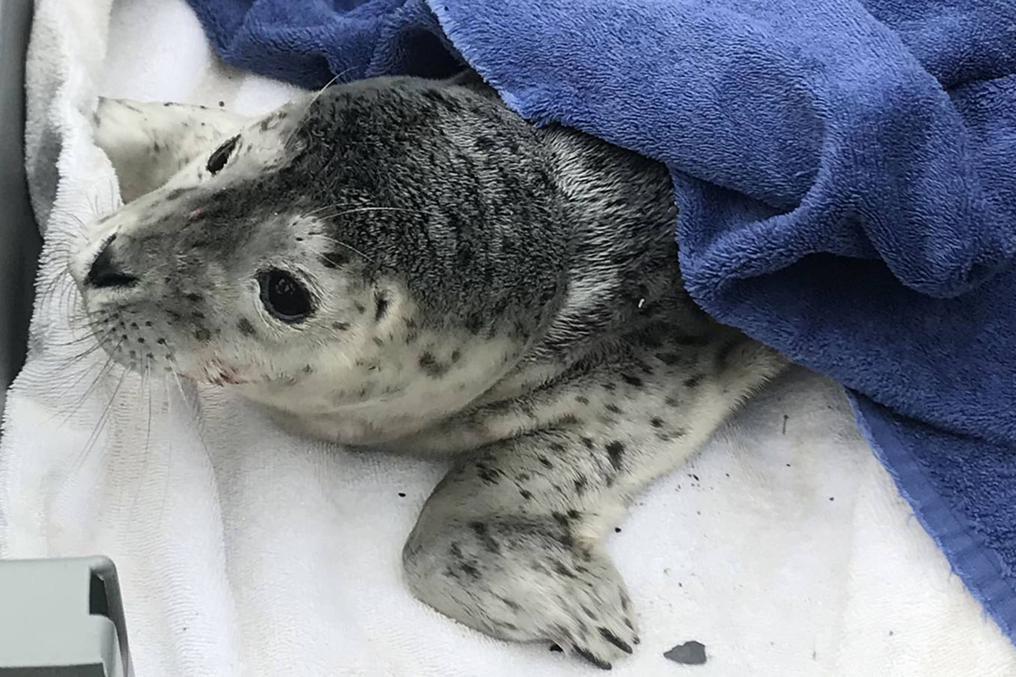 A distressed harbor seal pup suffered injuries to its face but was recovered at Auke Bay Wednesday morning. (Courtesy Photo | NOAA Fisheries)