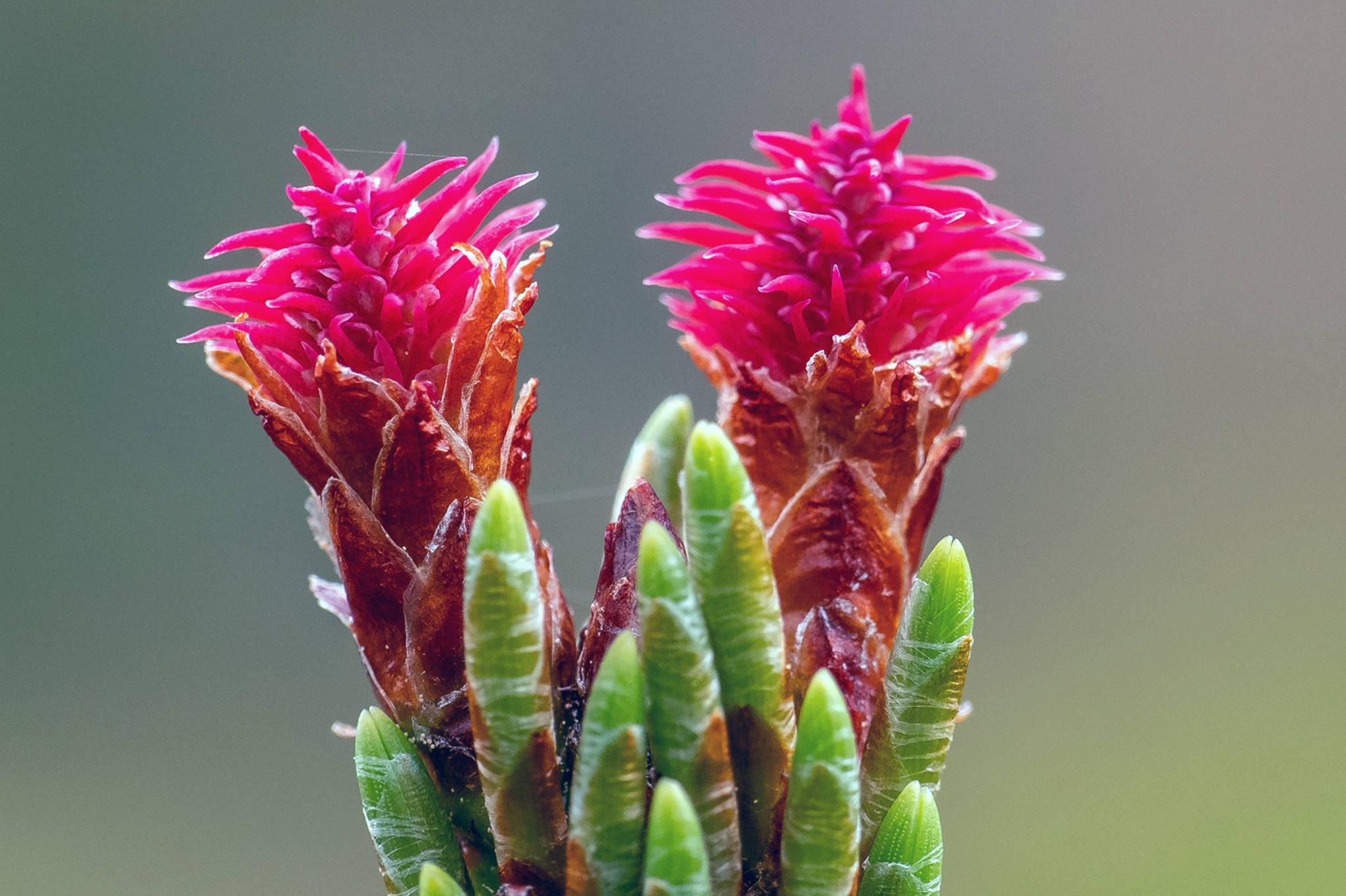 New seed cones of shore pines begin as little red rosettes on the tips of young twigs, June 5. (Courtesy photo | Kerry Howard)