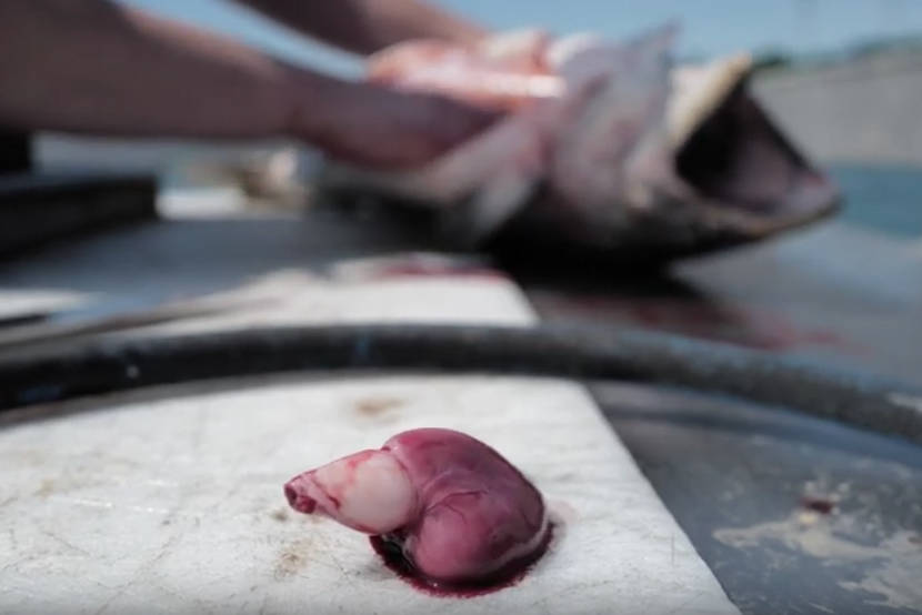 VIDEO: Watch this ‘beautifully grotesque’ salmon heart beat