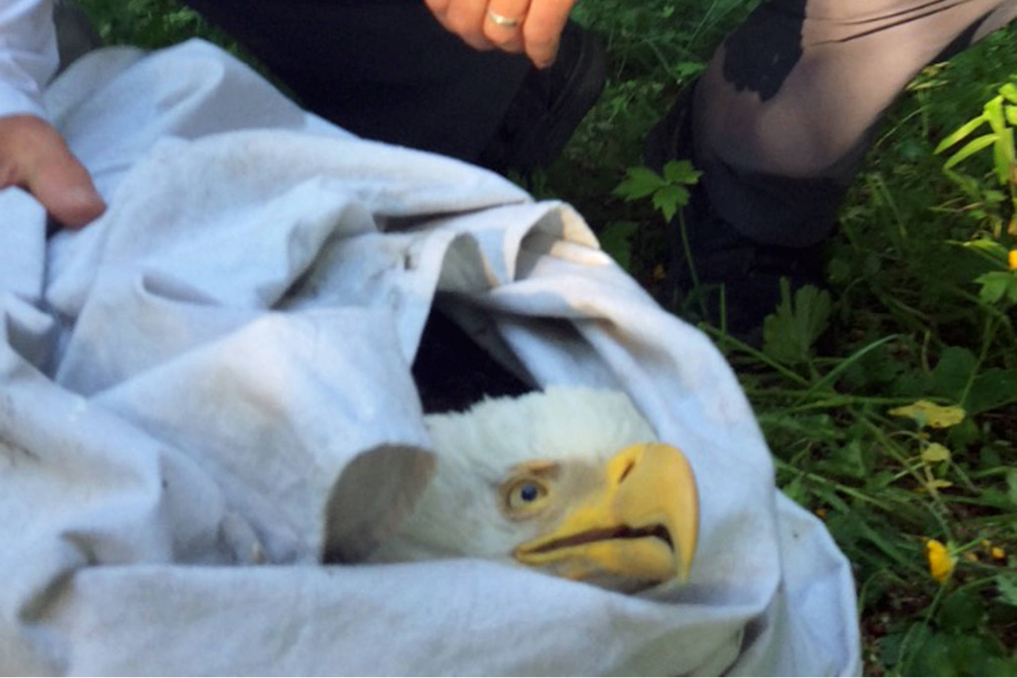 Juneau father, son and dog helped save injured eagle
