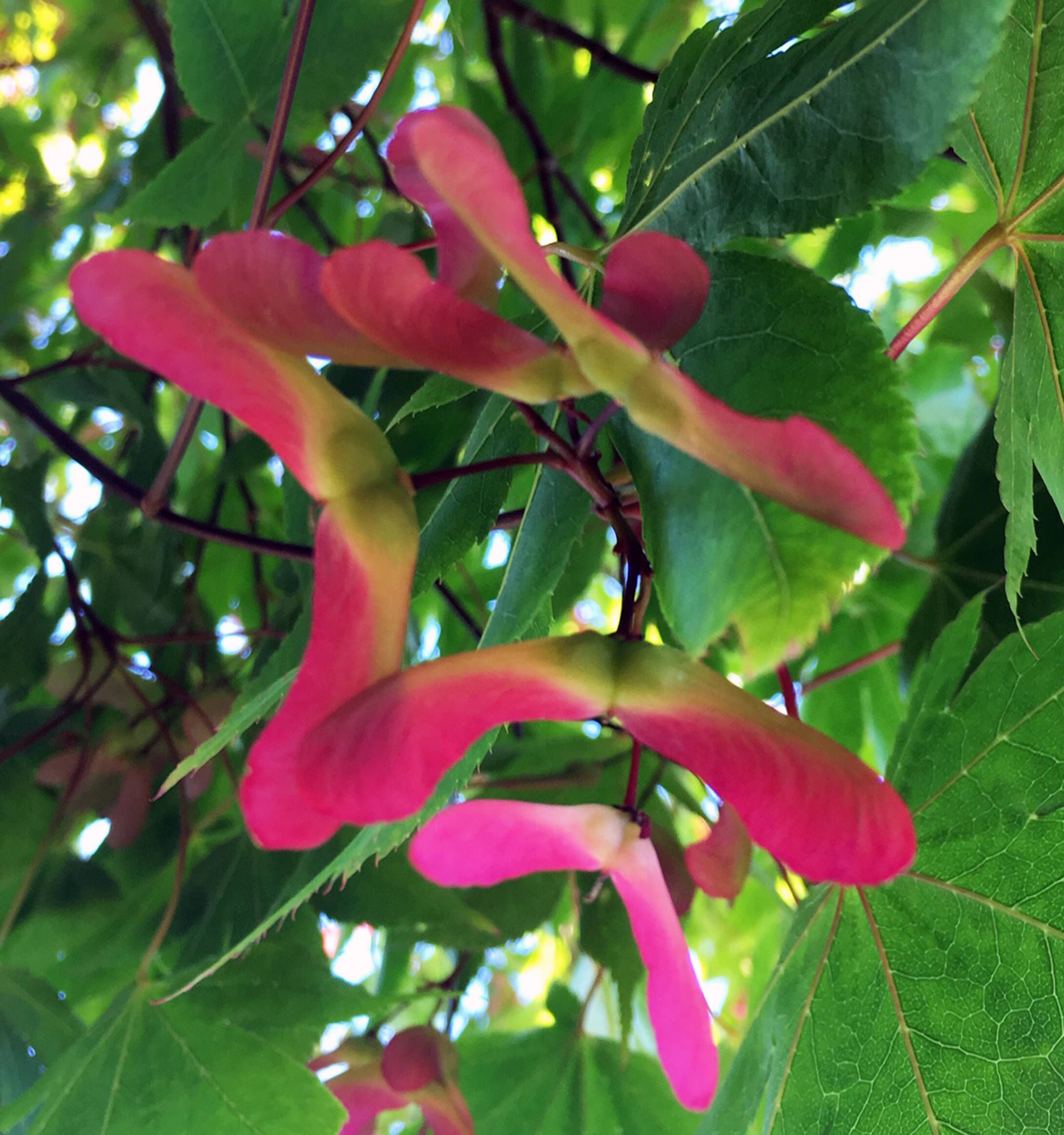 Seed pods provide a burst of color on a Japanese Maple in this photograph, submitted June 27, 2019. (Courtesy photo | Barbara Belknap)