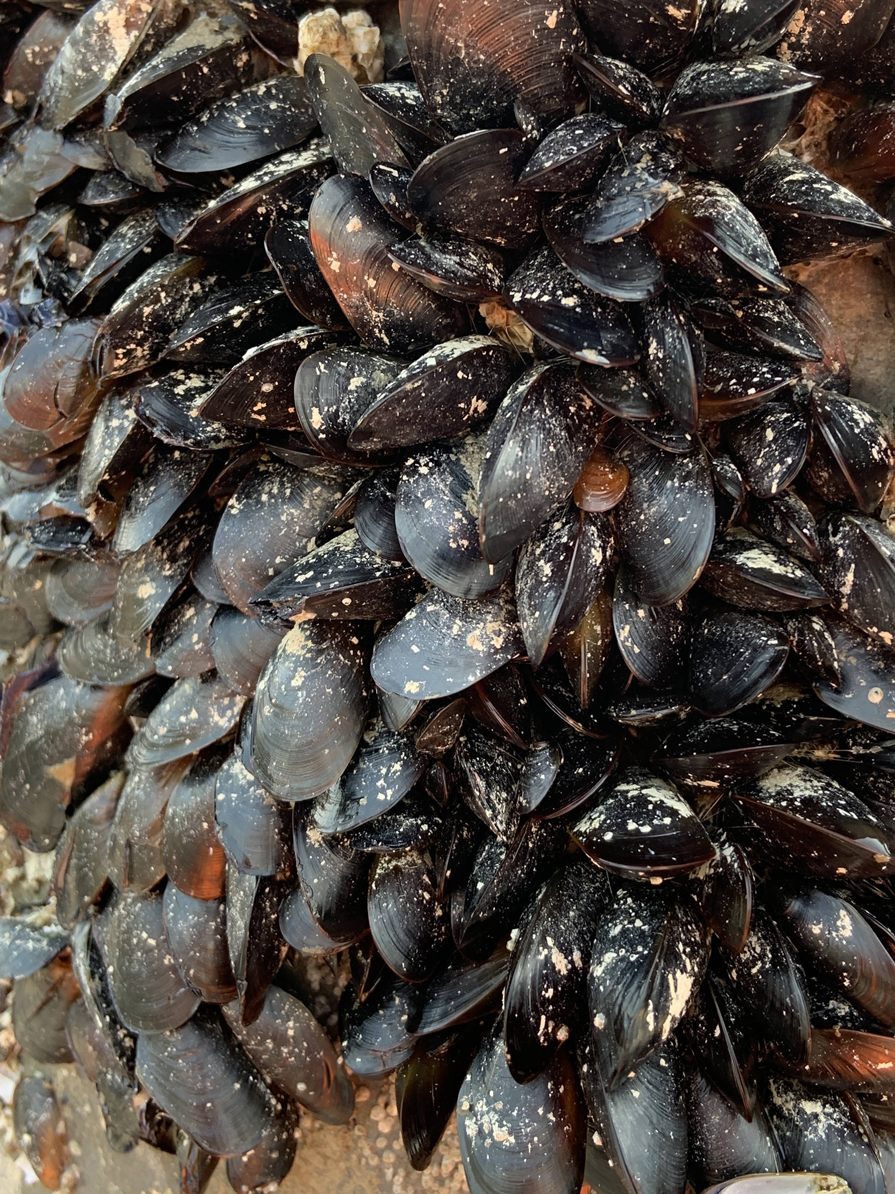 Mussels rest on a dock pole at the Don D. Statter Harbor boat ramp in Auke Bay on July 5, 2019. (Courtesy Photo | Cathy Squires)