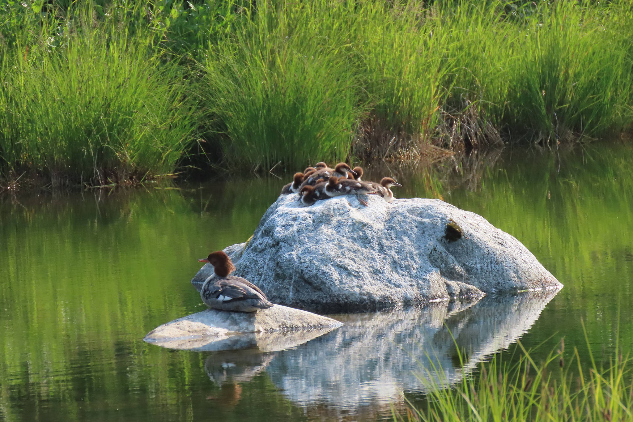 A merganser hen and ducklings hang out together near the Mendenhall Glacier on July 7, 2019. (Courtesy Photo | Steven Hamilton)