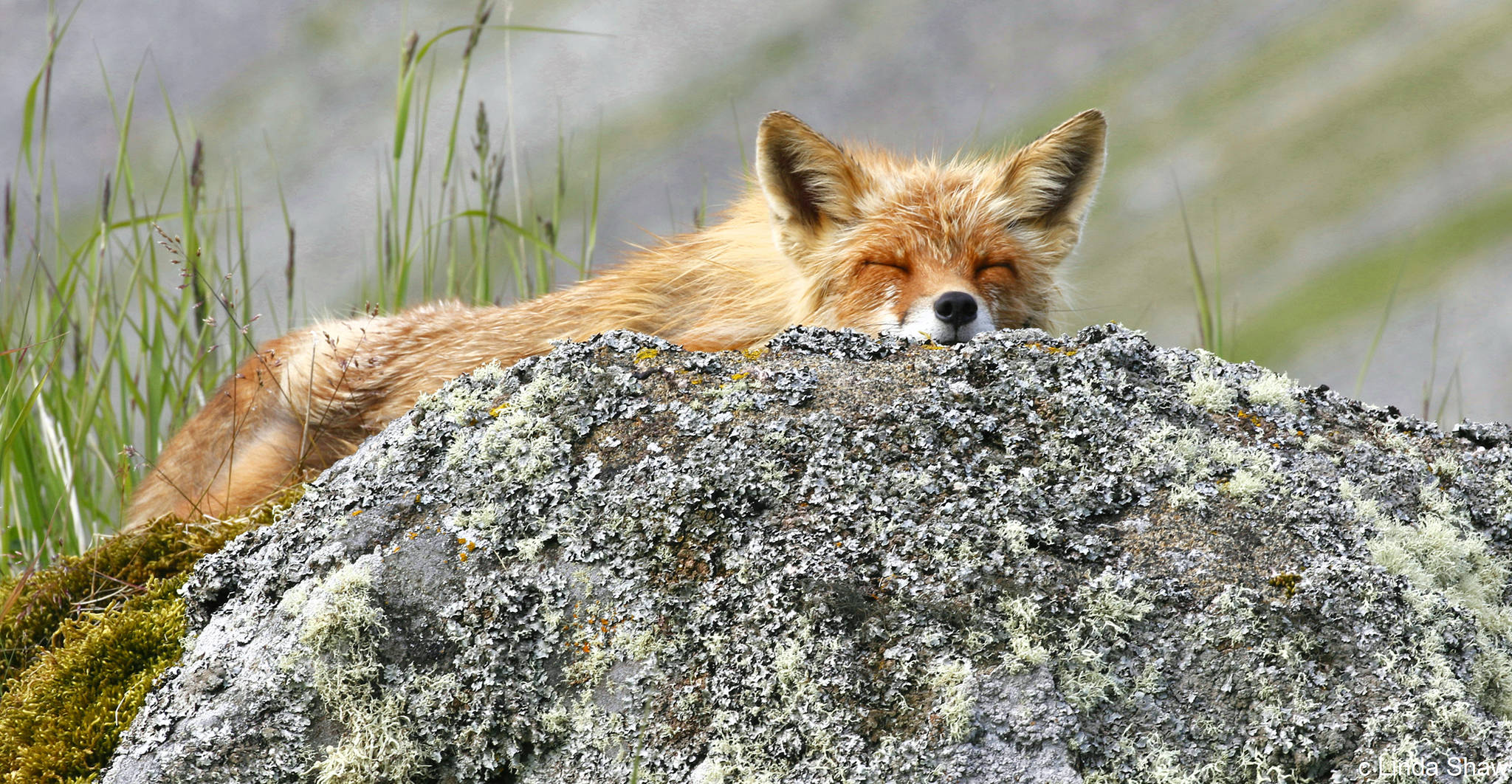 A red fox gets in some last minutes of sleep during the early morning hours on Round Island in Bristol Bay on June 28, 2019. (Courtesy Photo | Linda Shaw)