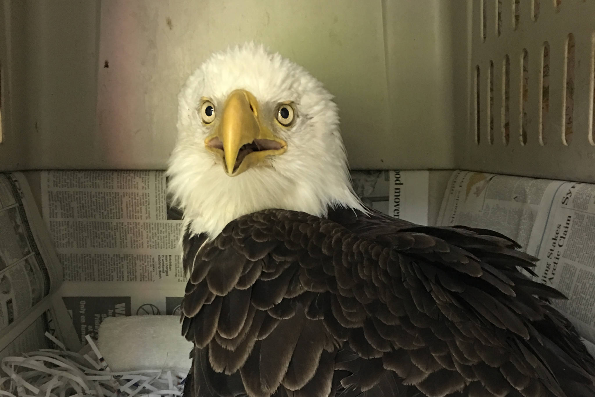 Rescued bald eagle released to brood young