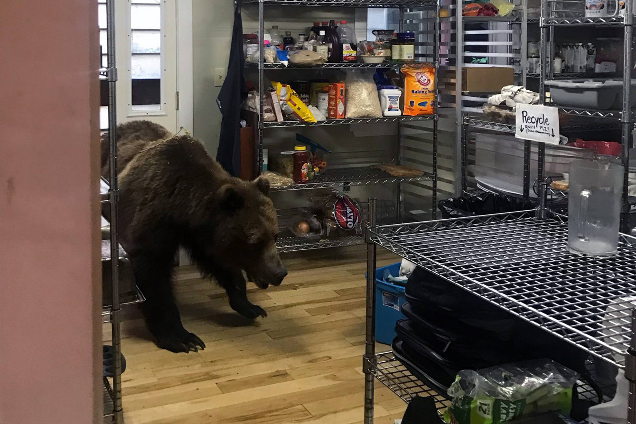 Brown bear scare: Hungry bear walks into lodge, has to be put down