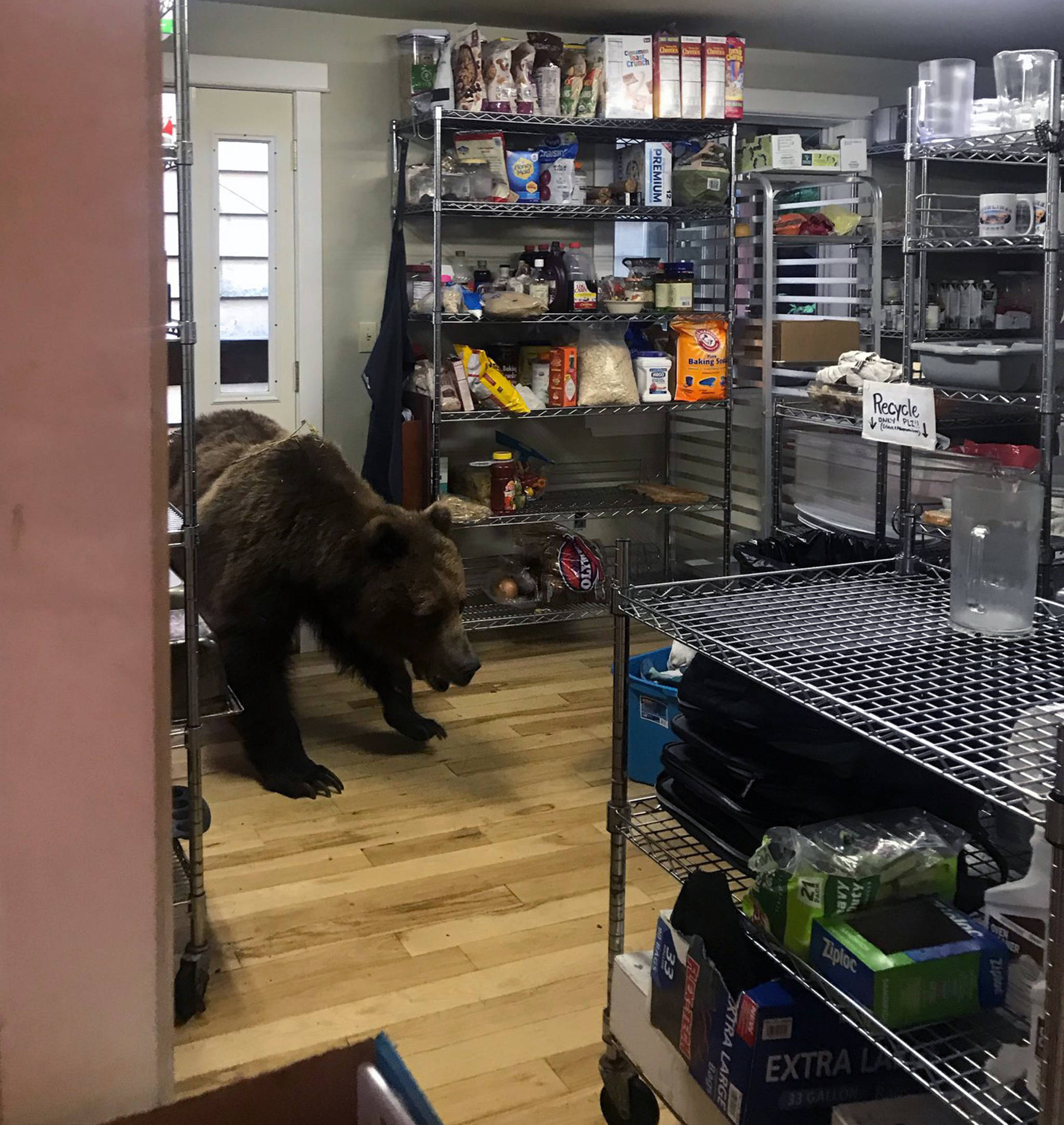 A brown bear walks into the Highliner Lodge’s kitchen on Saturday, June 29, 2019. (Courtesy photo | Steve Daniels)