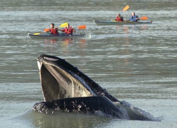 In this photo taken on June 17, 2002, a humpback whale lunge feeds in front of kayakers near the North Douglas boat ramp. (Michael Penn | Juneau Empire File)