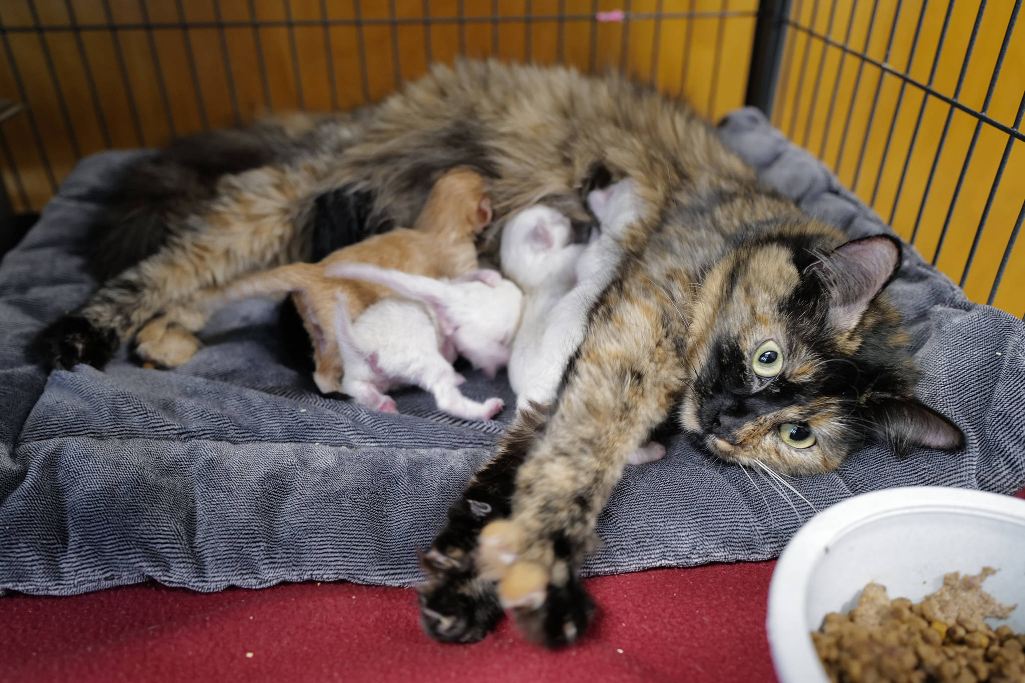 A mother cat feeds her day-old kittens at the Juneau Animal Rescue on Tuesday, July 2, 2019. (Michael Penn | Juneau Empire)