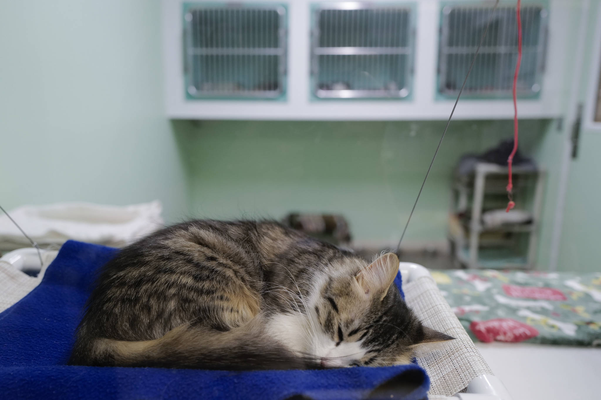 An adult cat rests in a common room at the Juneau Animal Rescue on Tuesday, July 2, 2019. (Michael Penn | Juneau Empire)