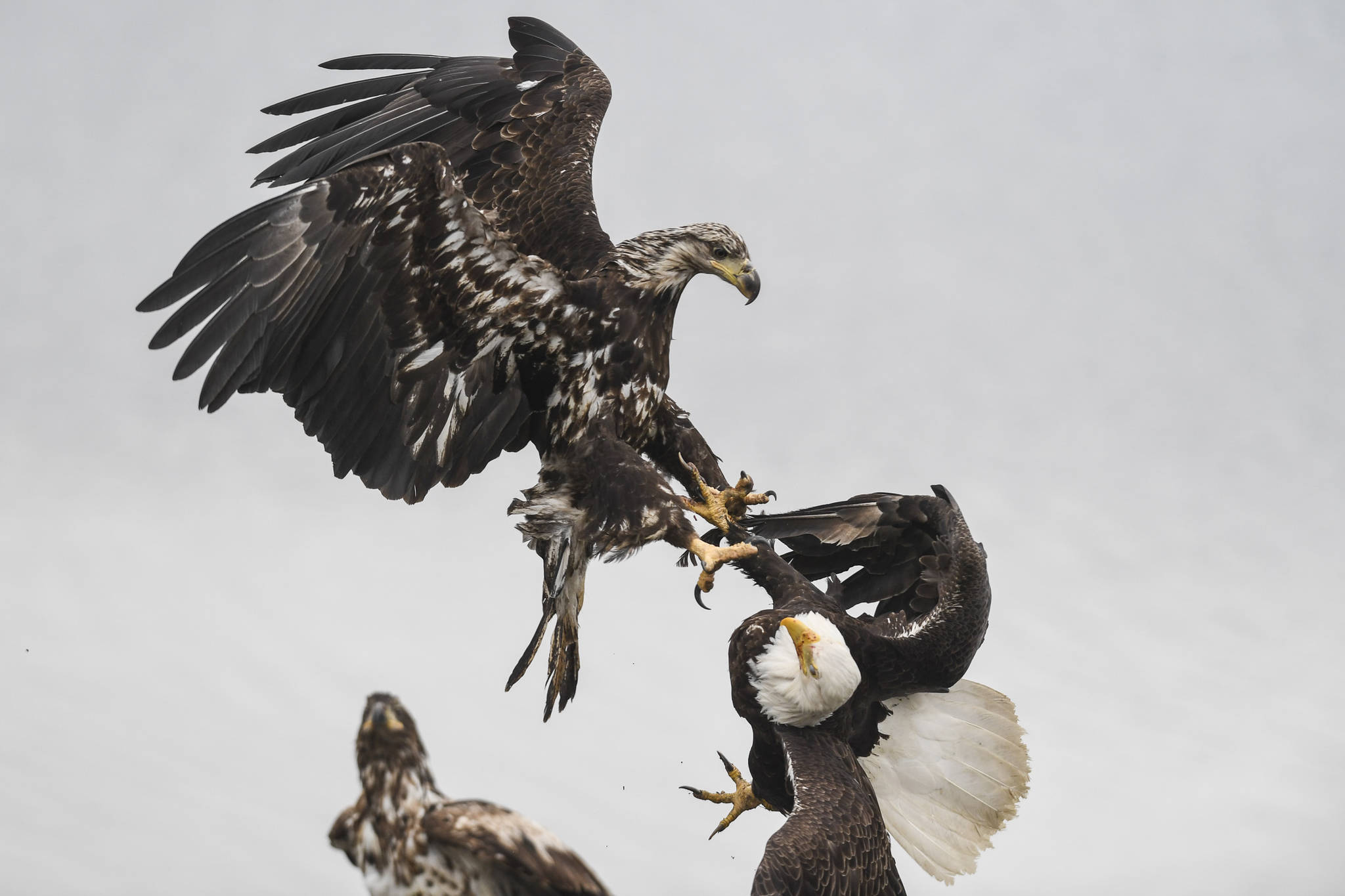 PHOTOS: Bald eagles feast near DIPAC