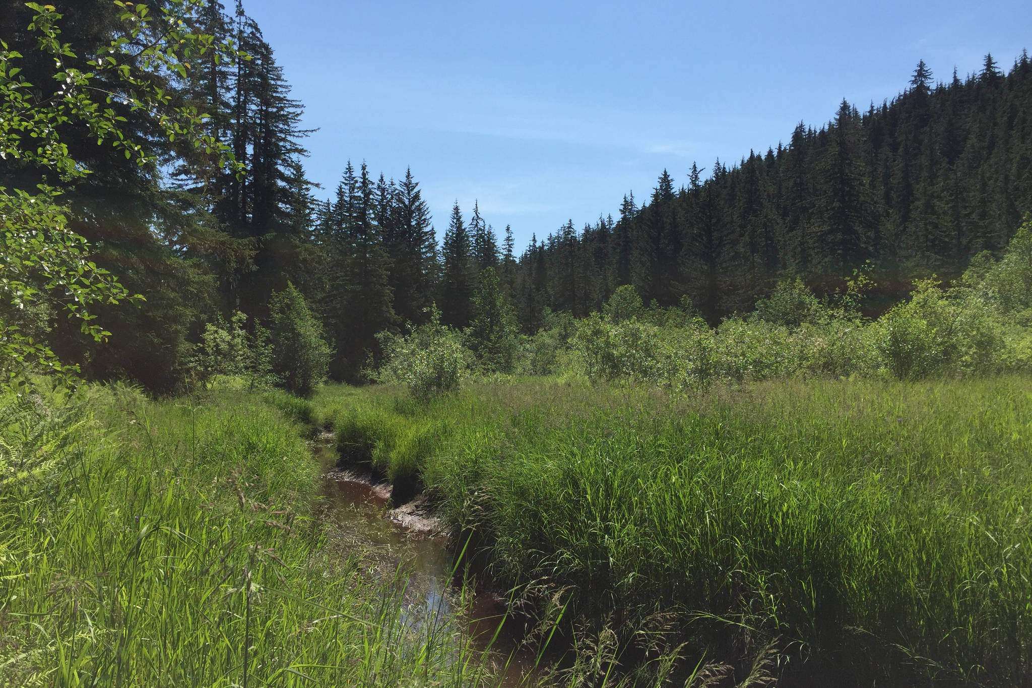 The Southeast Alaska Land Trust announced Tuesday it finalized the purchase of over 70 acres in the Herbert and Eagle River valley in Juneau, which they plan to call the “Very Beary Berry Wetlands.” (Courtesy Photo | SEAL Trust)