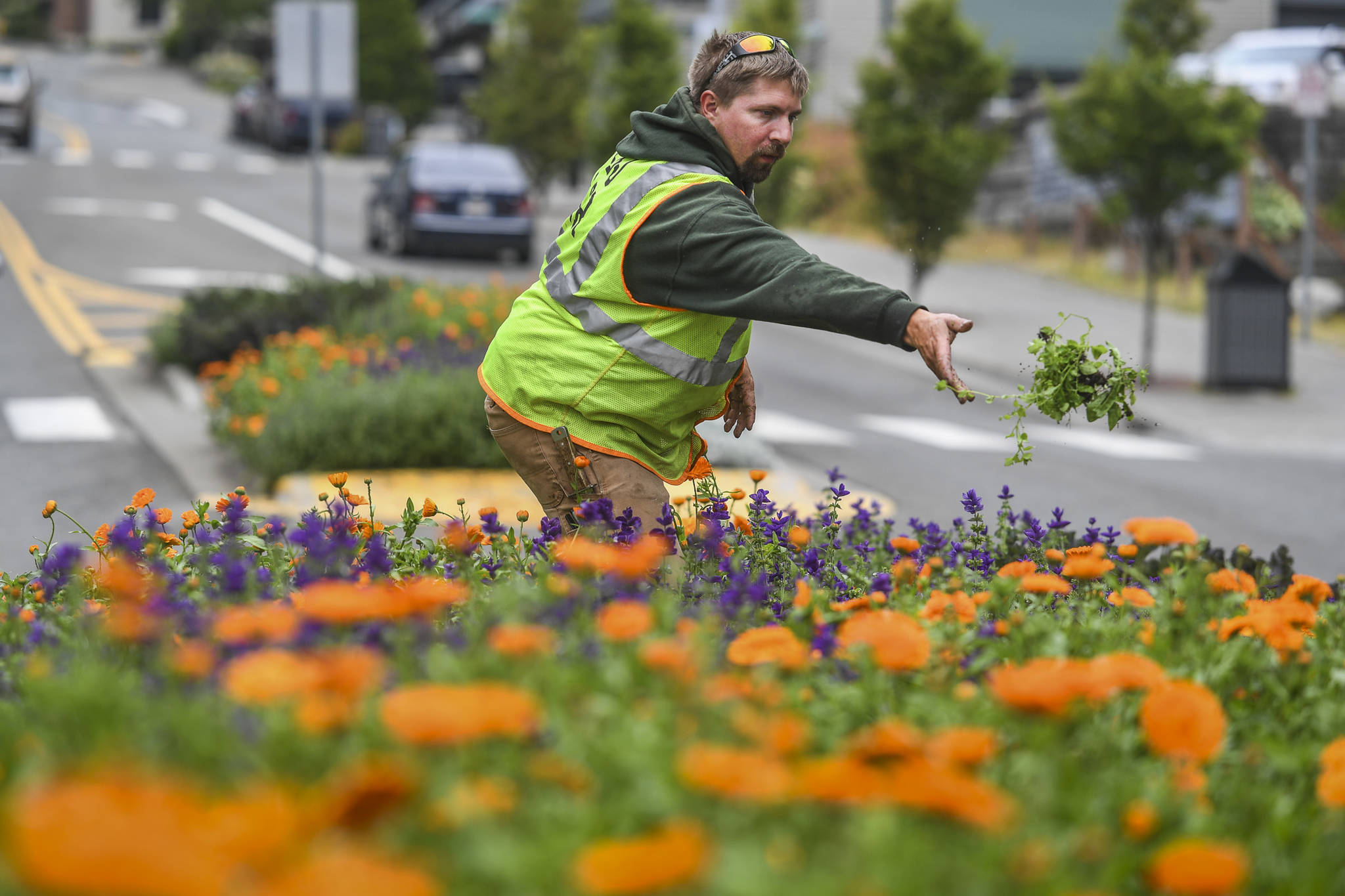 Will Nicholls, of the city’s landscaping division, deadheads flowers and pulls weeds from a Main Street median on Friday, July 12, 2019. (Michael Penn | Juneau Empire)